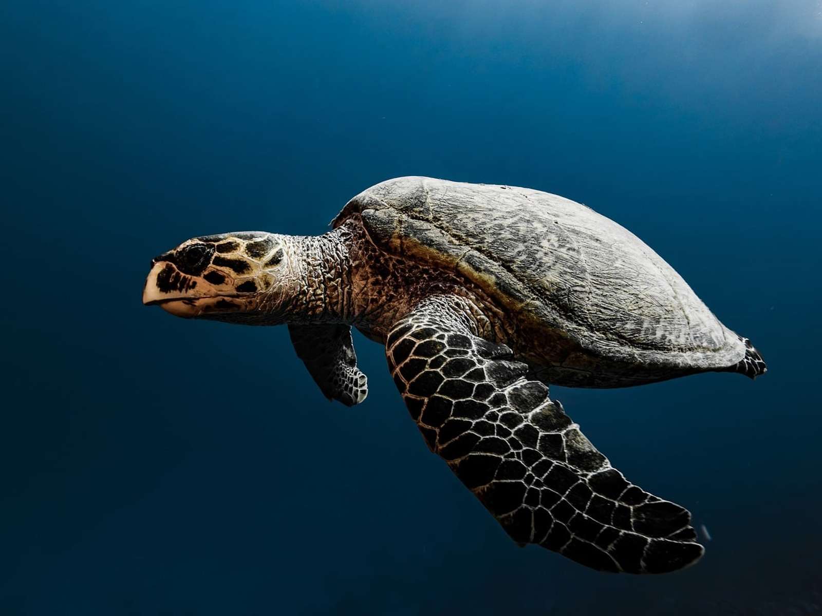 A sea turtle swimming in clear blue water, seen from the side