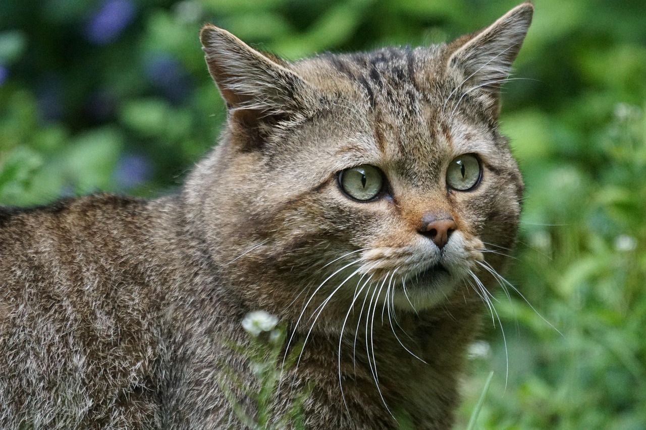 A striped wildcat with green eyes looking out from green undergrowth