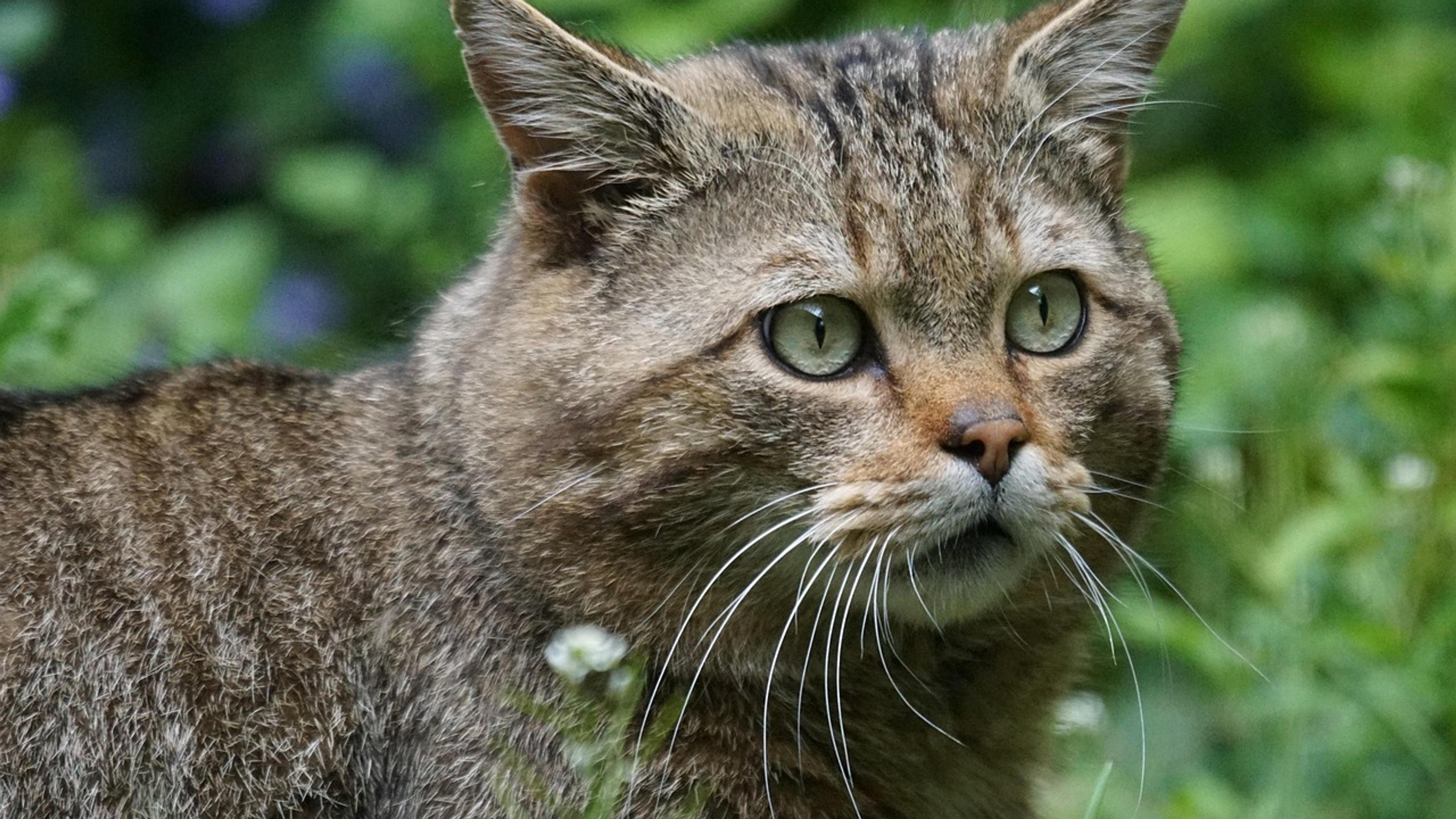 A striped wildcat with green eyes looking out from green undergrowth