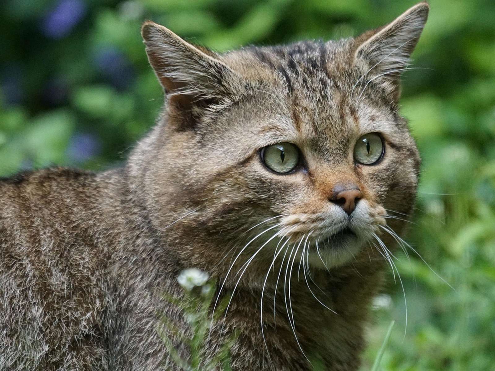 A striped wildcat with green eyes looking out from green undergrowth