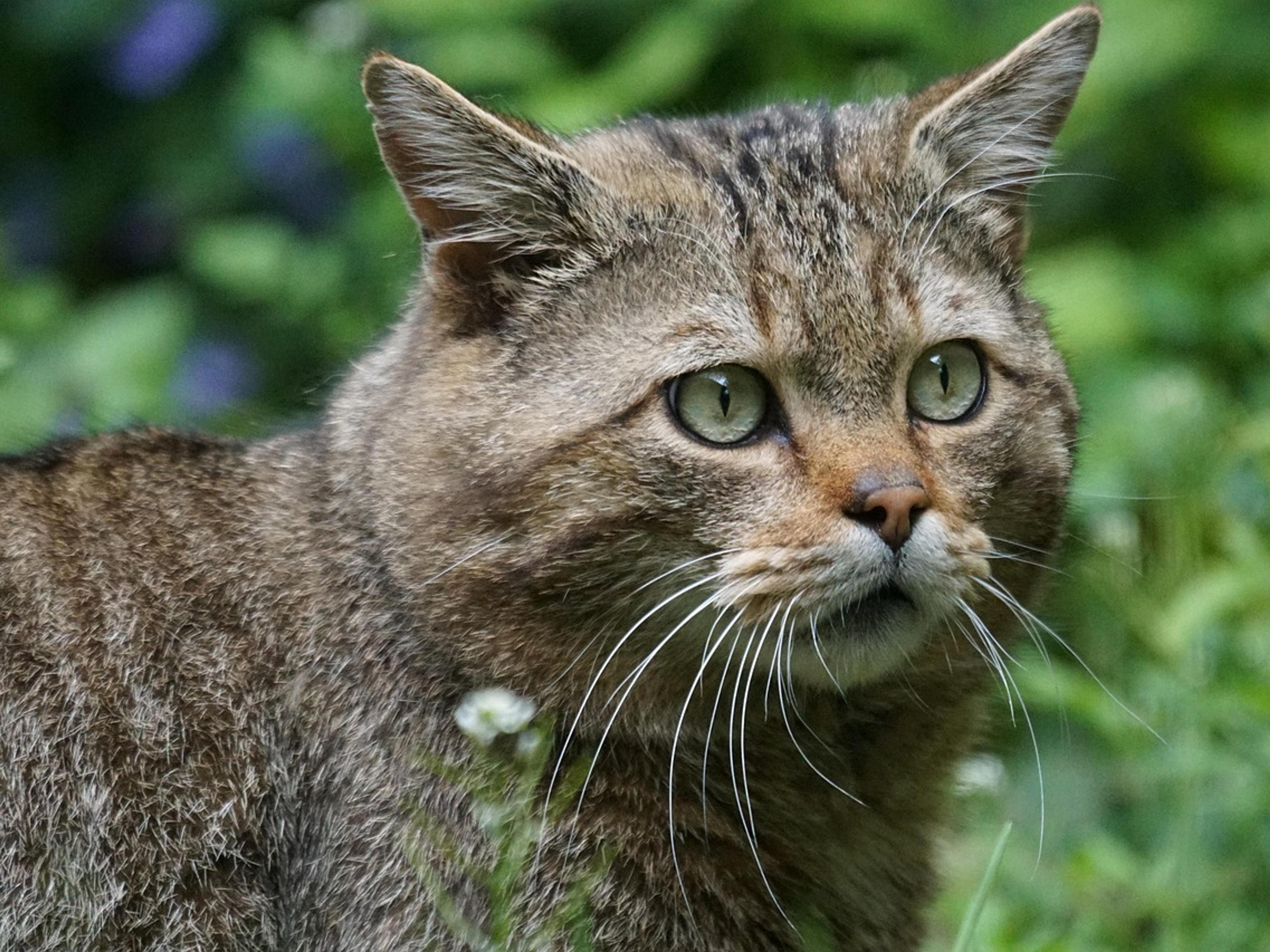 A striped wildcat with green eyes looking out from green undergrowth