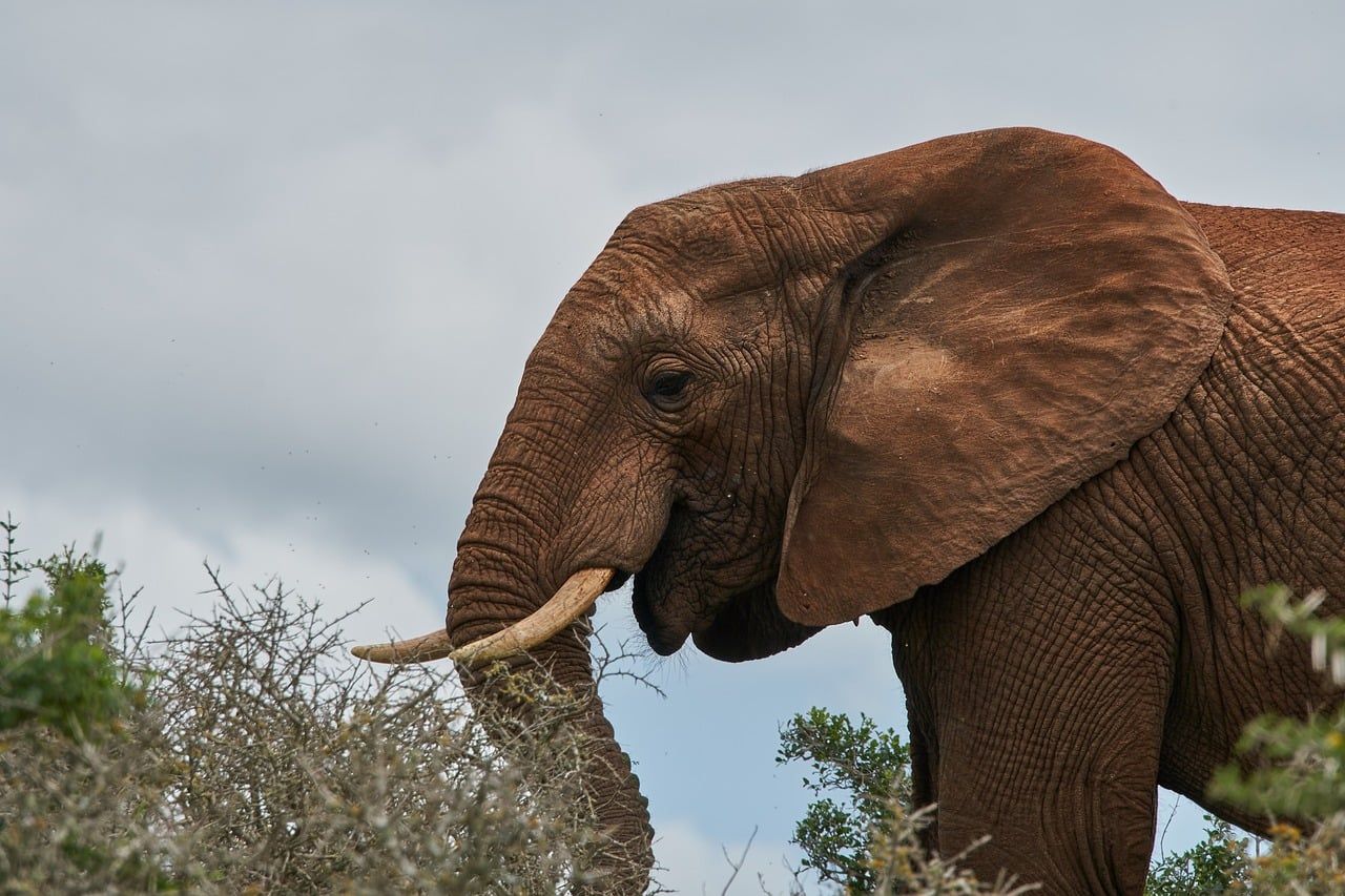 An African elephant with tusks standing among bushes in South Africa
