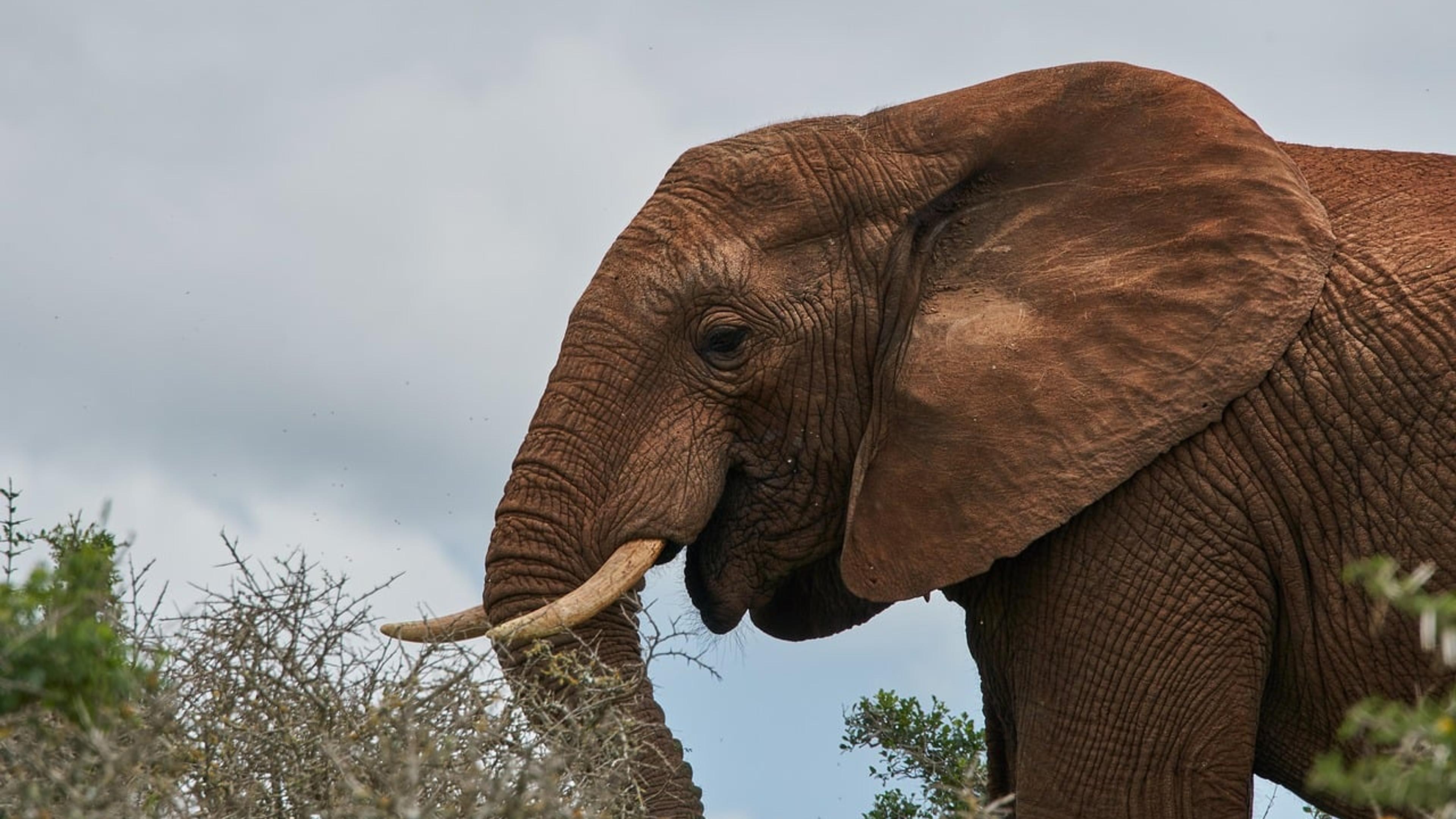 An African elephant with tusks standing among bushes in South Africa