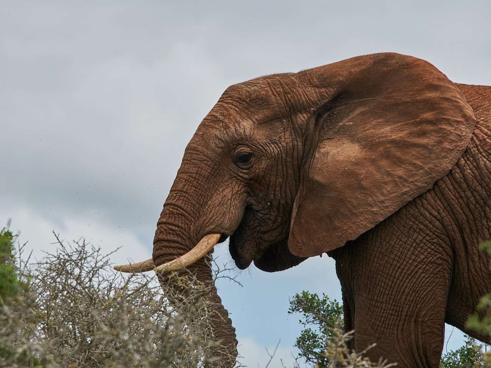 An African elephant with tusks standing among bushes in South Africa