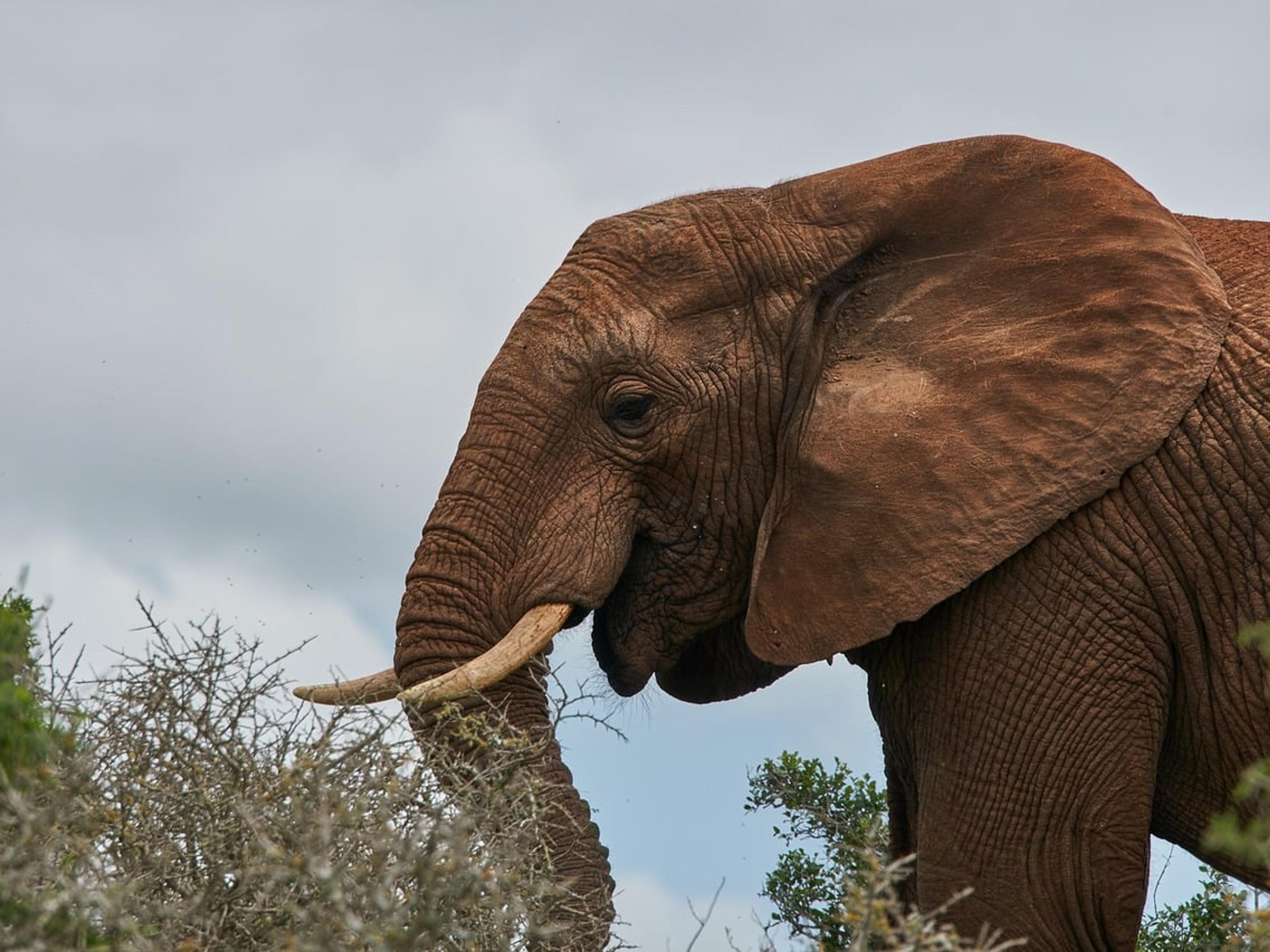 An African elephant with tusks standing among bushes in South Africa