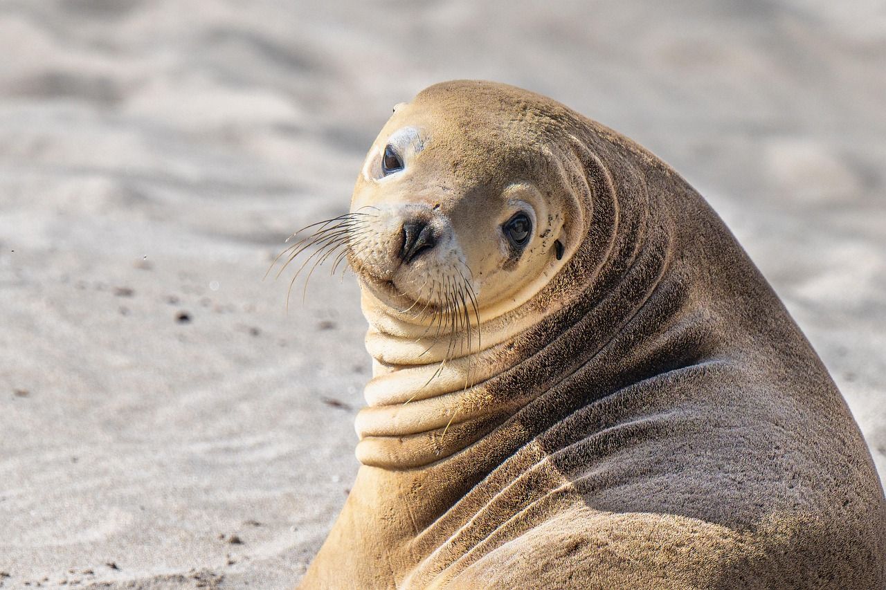 An Australian sea lion resting on pale sand and looking towards the camera