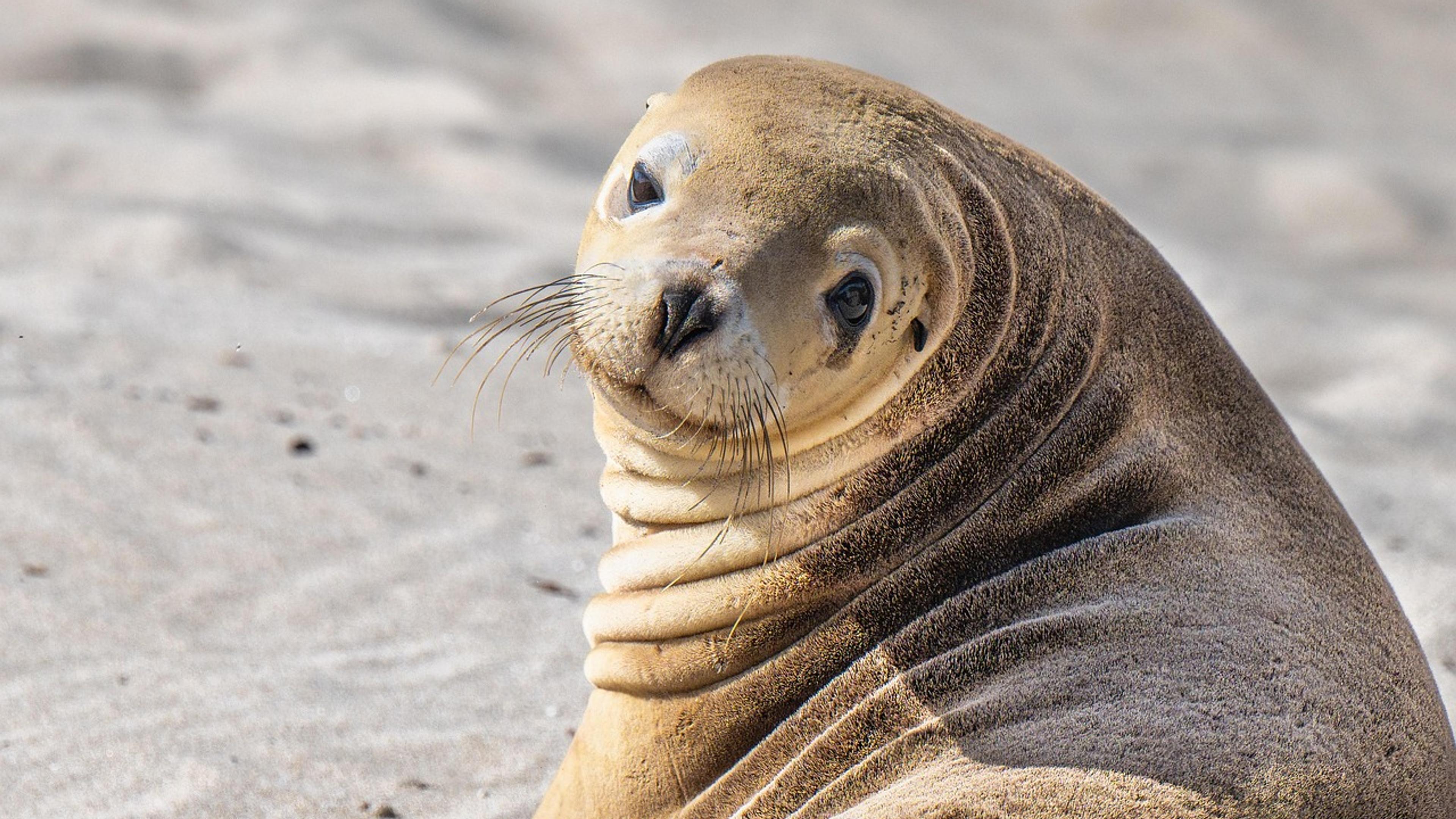 An Australian sea lion resting on pale sand and looking towards the camera