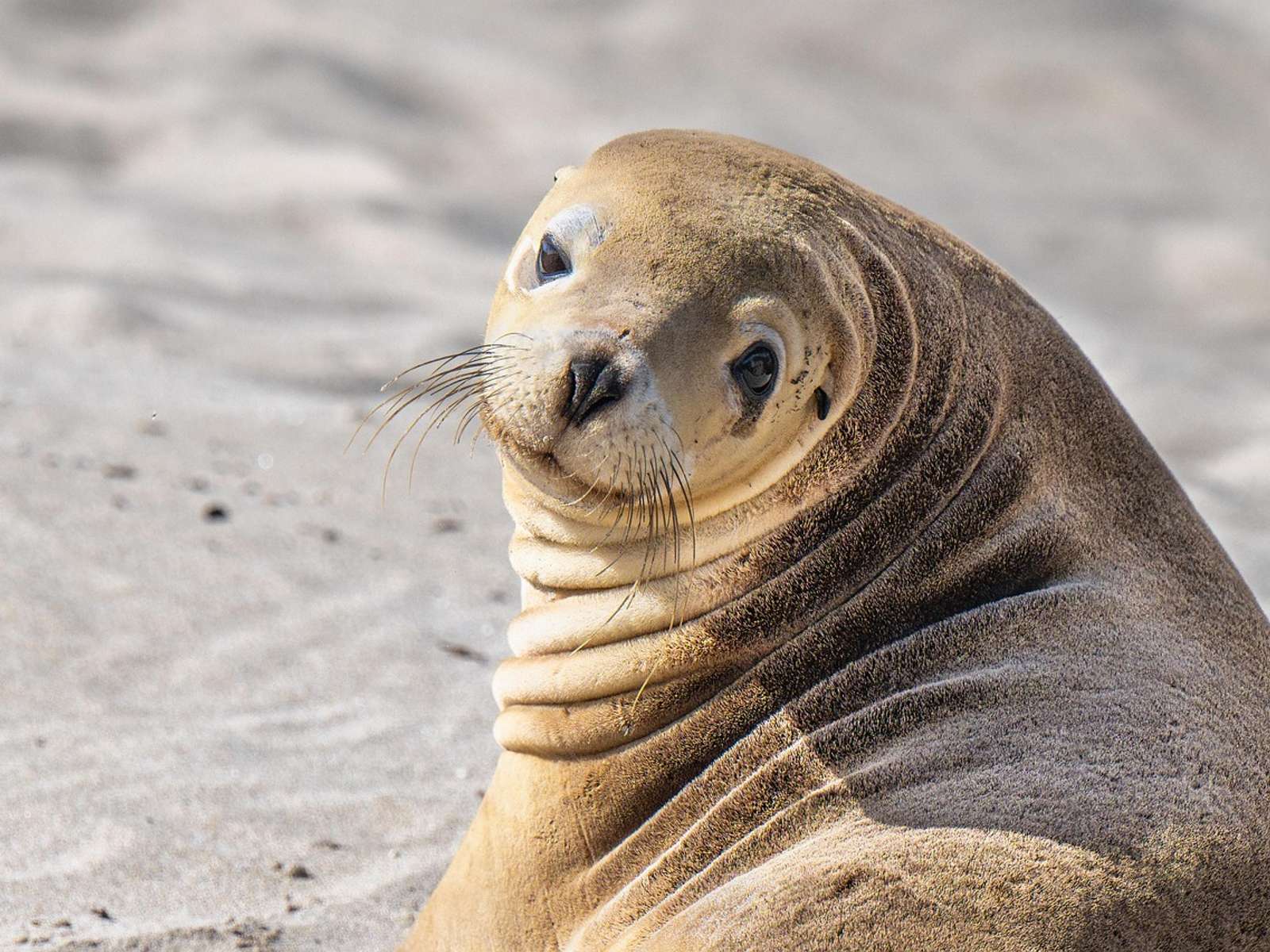 An Australian sea lion resting on pale sand and looking toward the camera
