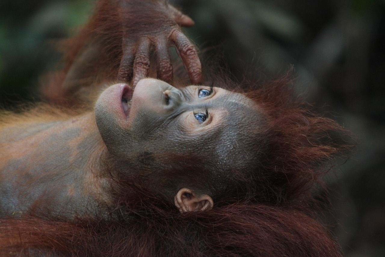 A young orangutan lying on its back while an adult's hand rests on its face