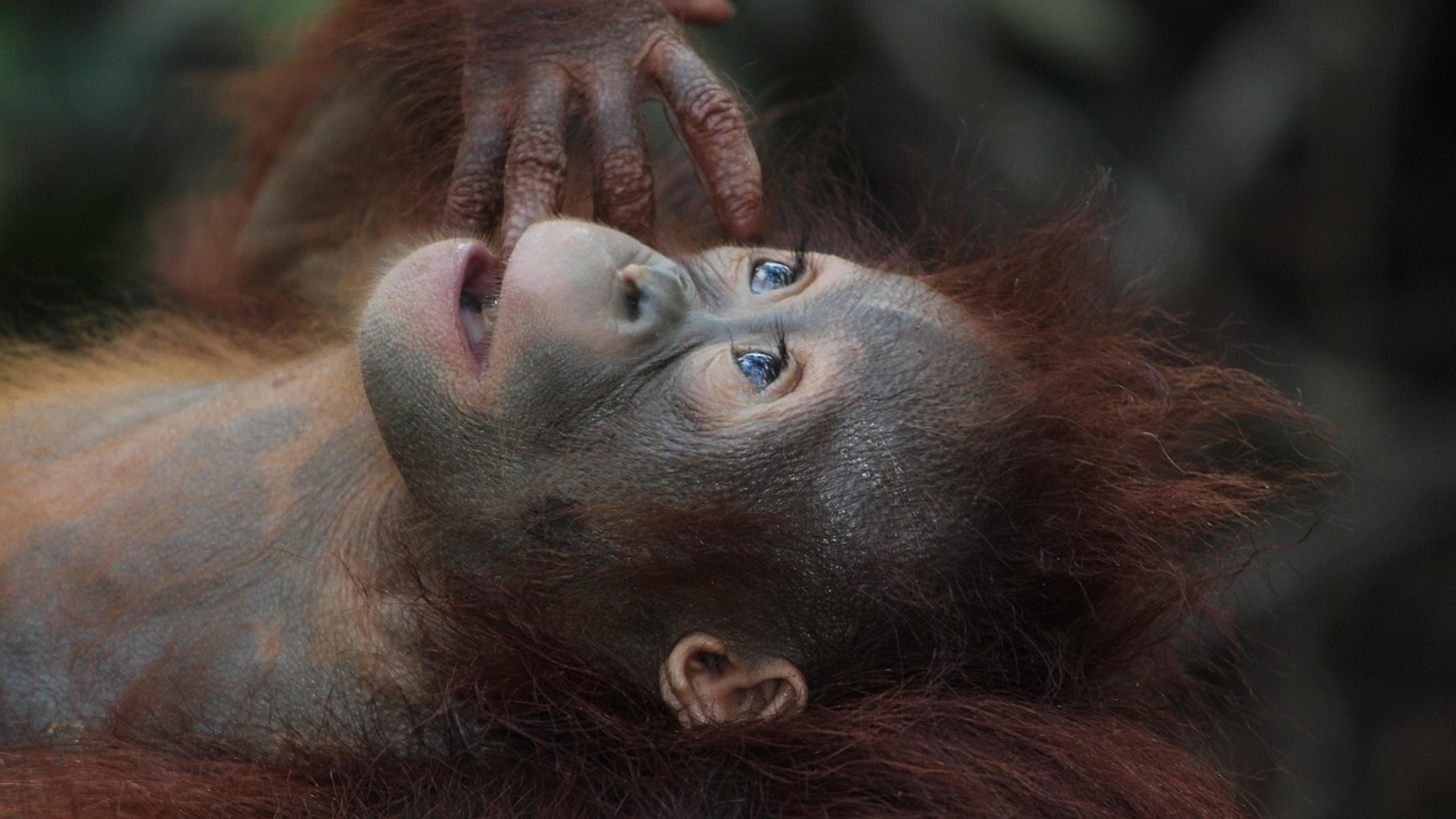 A young orangutan lying on its back while an adult's hand rests on its face