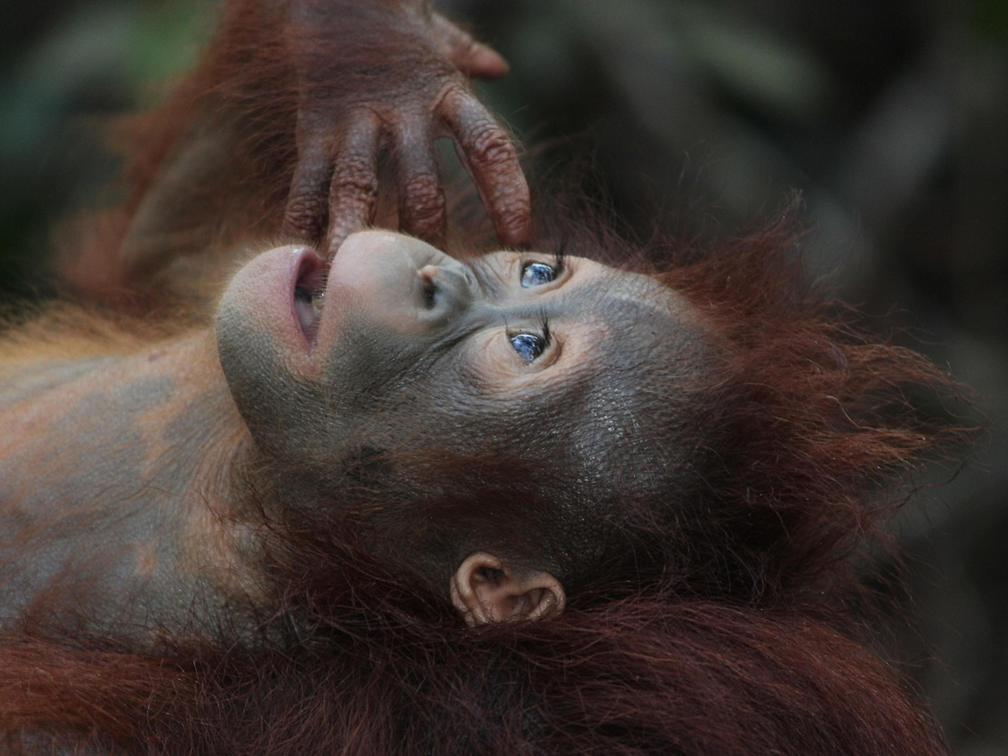 A young orangutan lying on its back while an adult's hand rests on its face