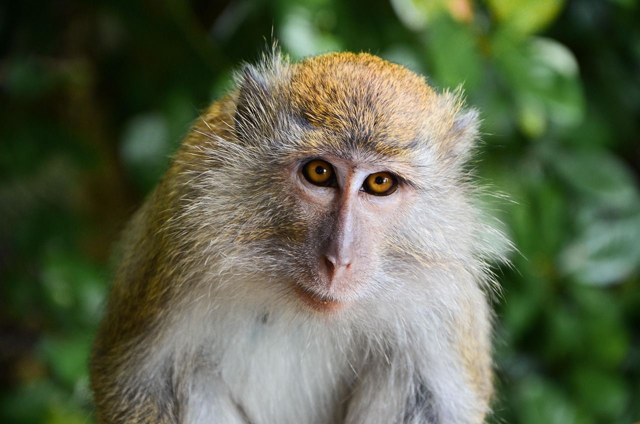 A macaque sitting in a forest (a related macaque species)