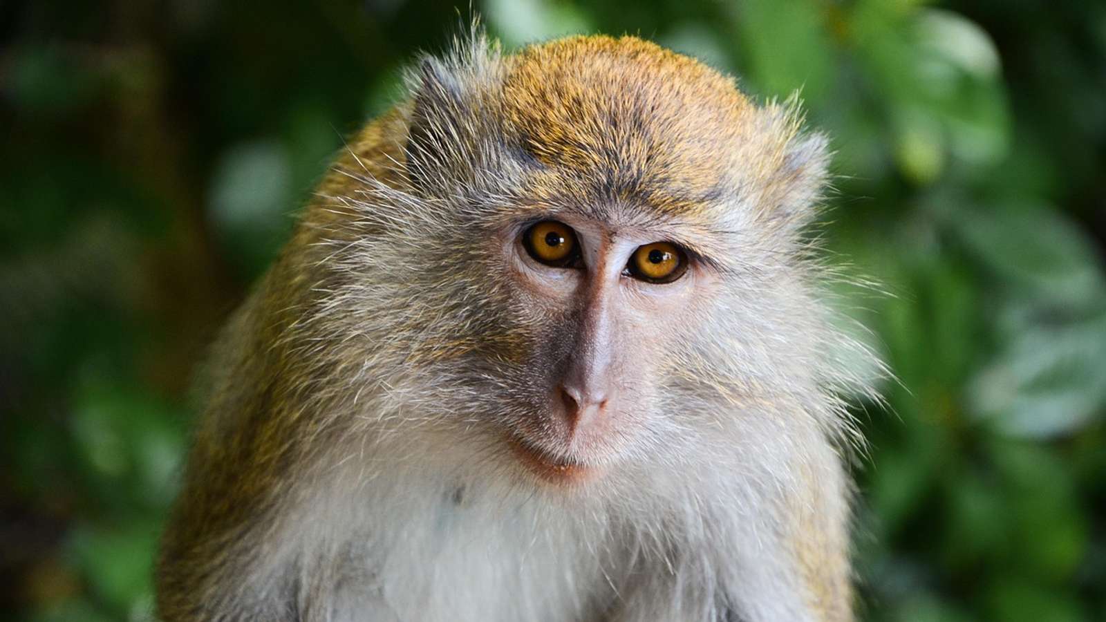 A macaque sitting in a forest (a related macaque species)