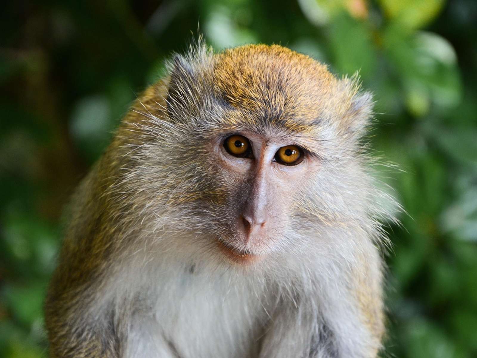 A macaque sitting in a forest (a related macaque species)