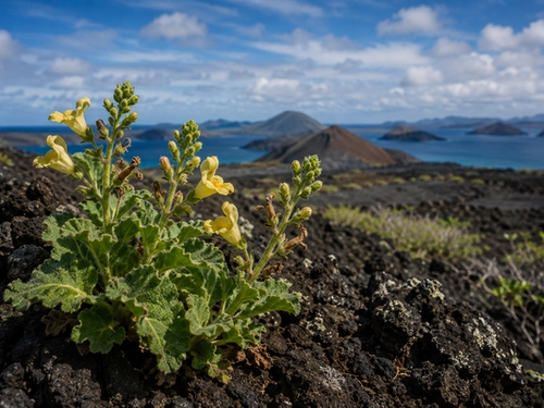 Critically endangered Galápagos snapdragon growing among volcanic rocks on Isabela Island