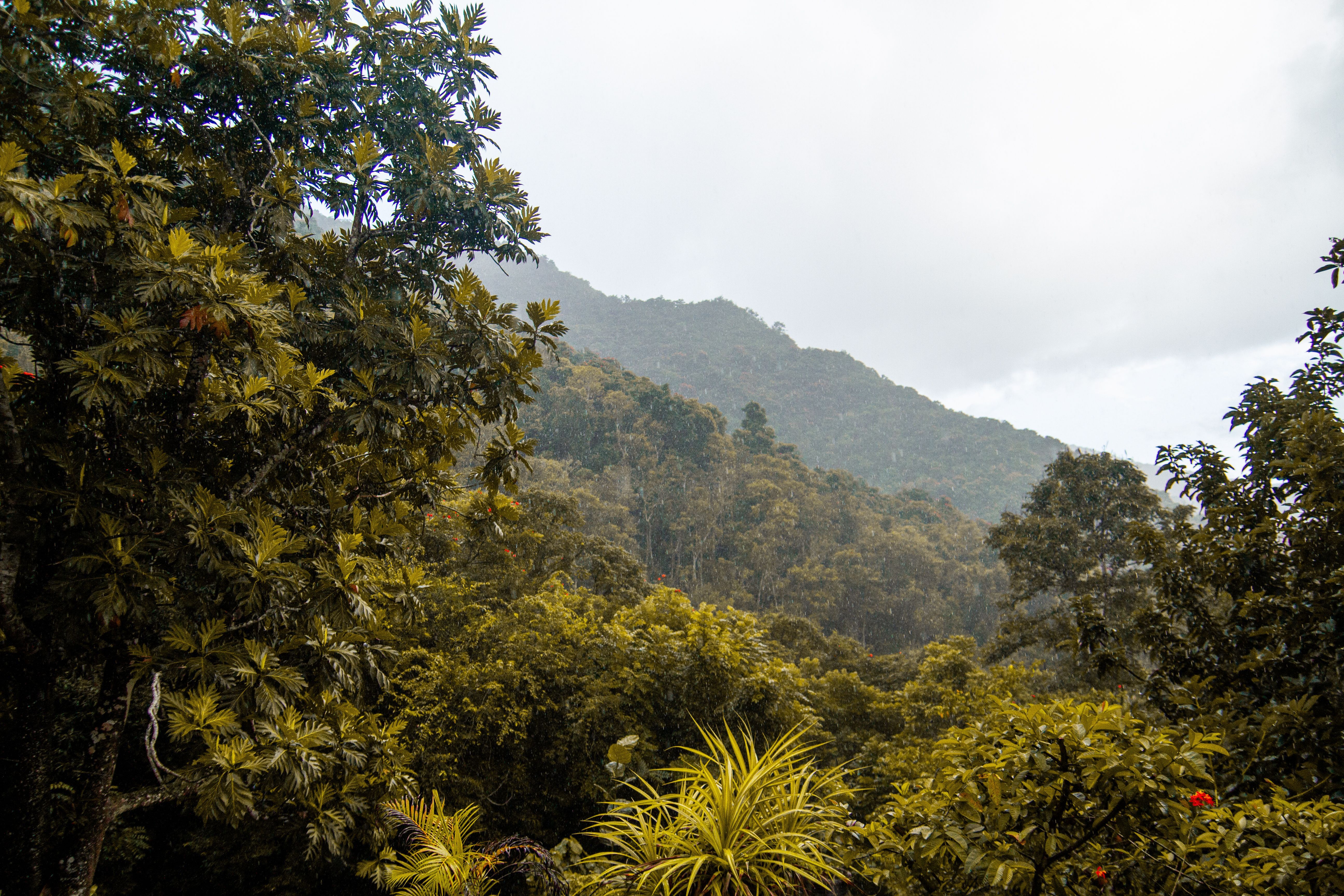 A mist-covered mountain rising above dense tropical forest, representative of the Annamite Range habitat protected by the new park.