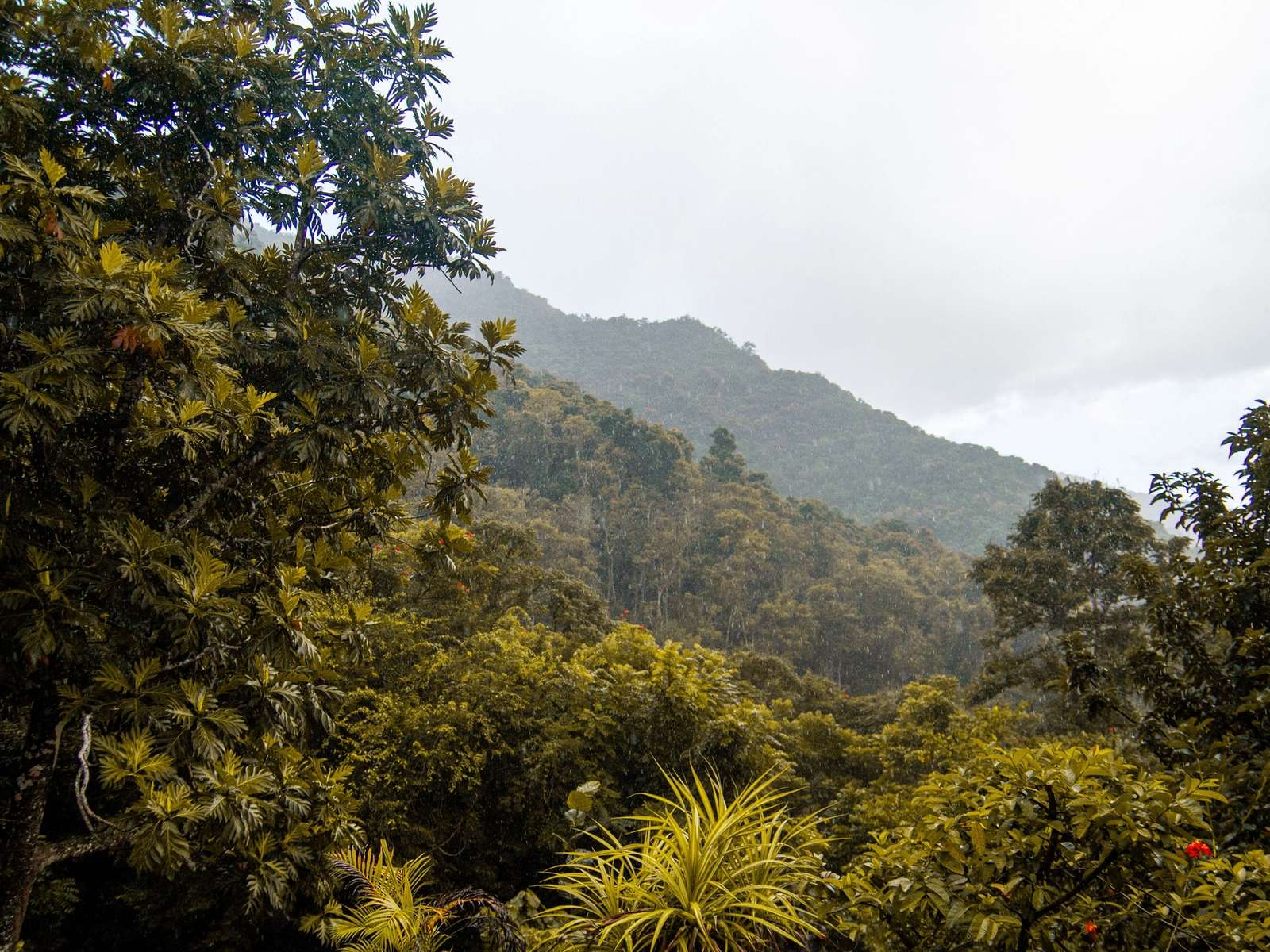 A mist-covered mountain rising above dense tropical forest, representative of the Annamite Range habitat protected by the new park.