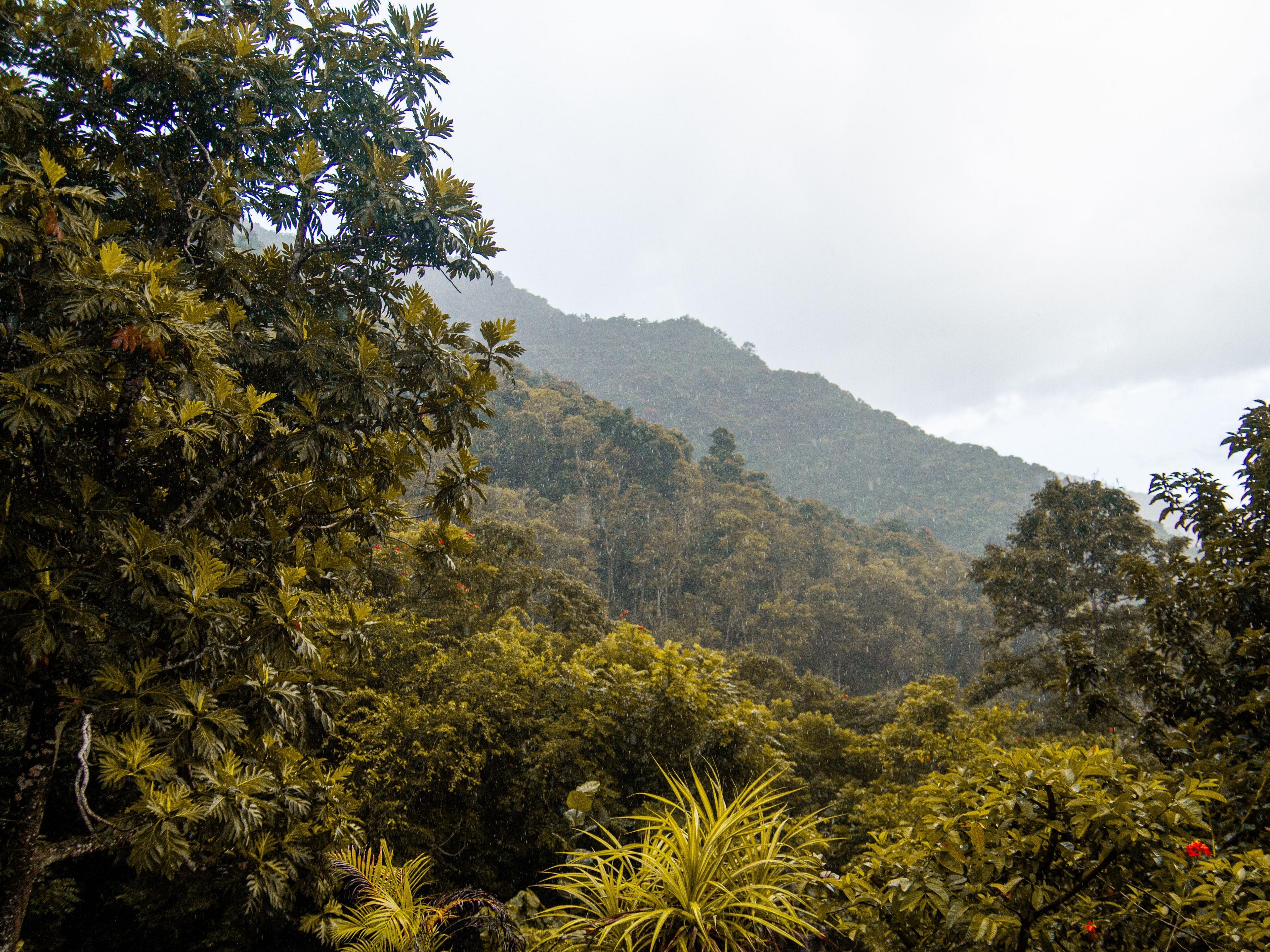 A mist-covered mountain rising above dense tropical forest, representative of the Annamite Range habitat protected by the new park.