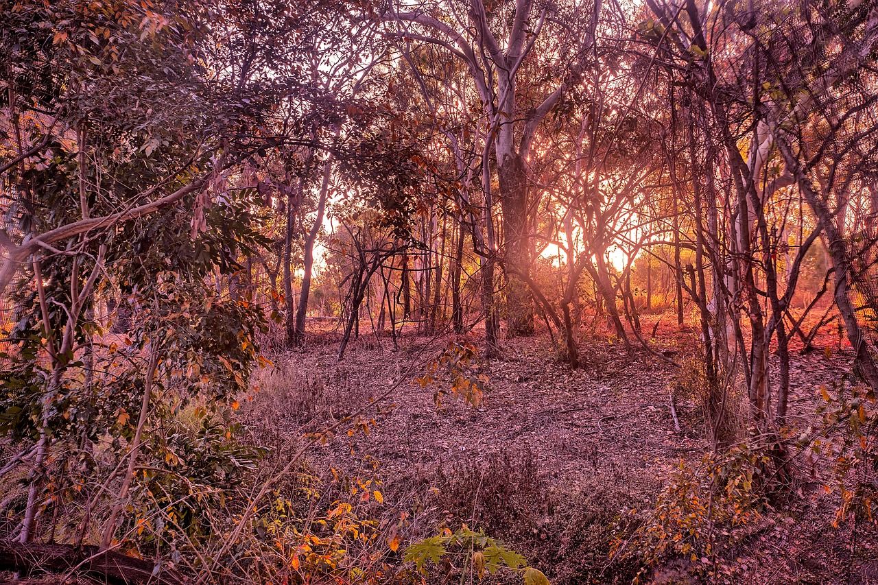 Australian bushland with slender trees backlit by the rising sun
