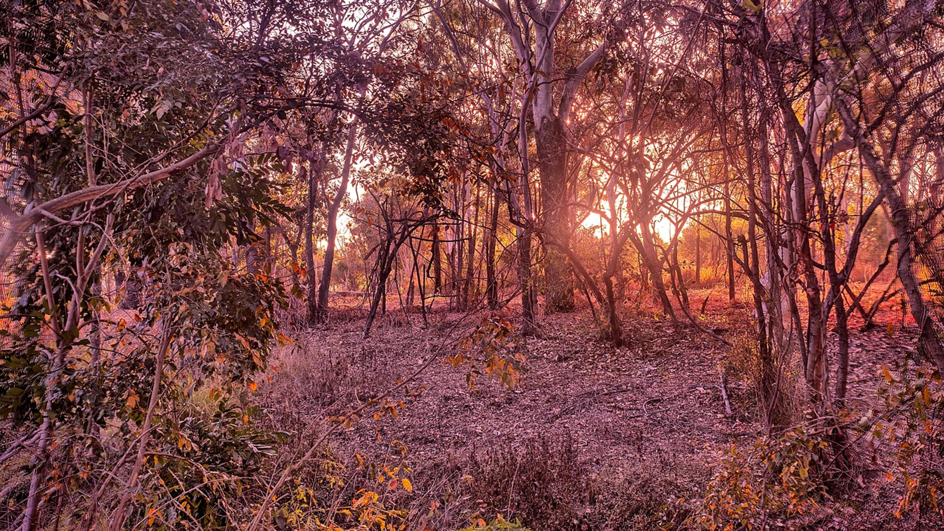 Australian bushland with slender trees backlit by the rising sun