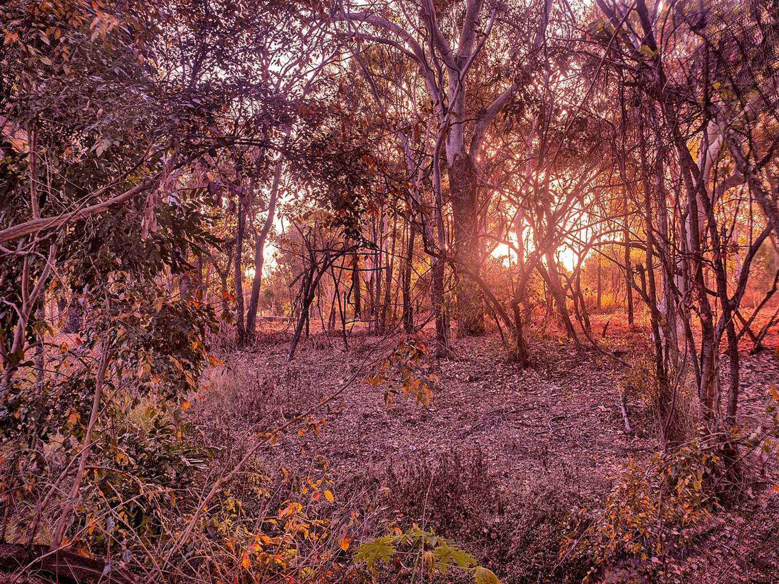 Australian bushland with slender trees backlit by the rising sun