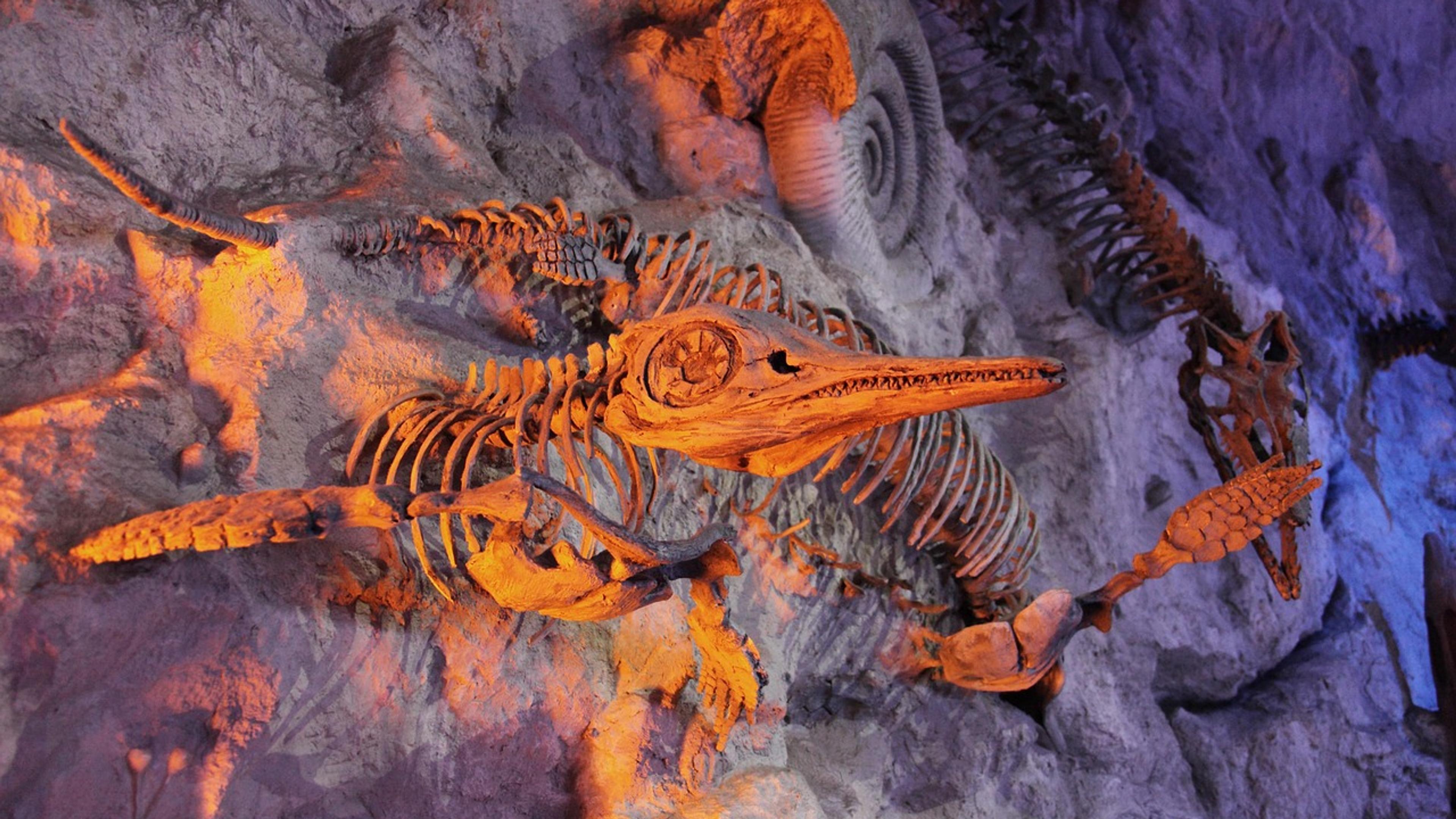 Fossilized marine animals preserved in stone