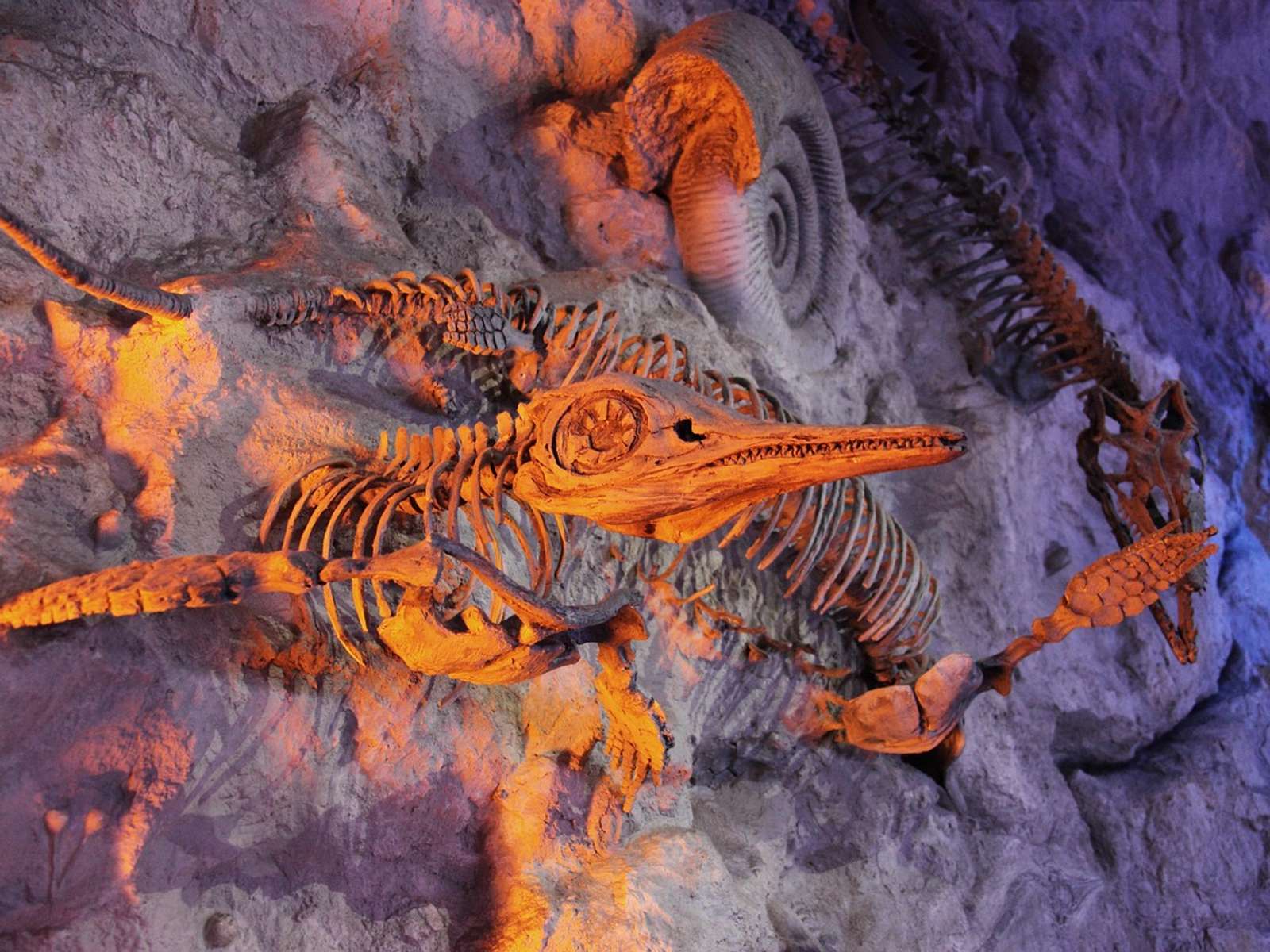 Fossilized marine animals preserved in stone