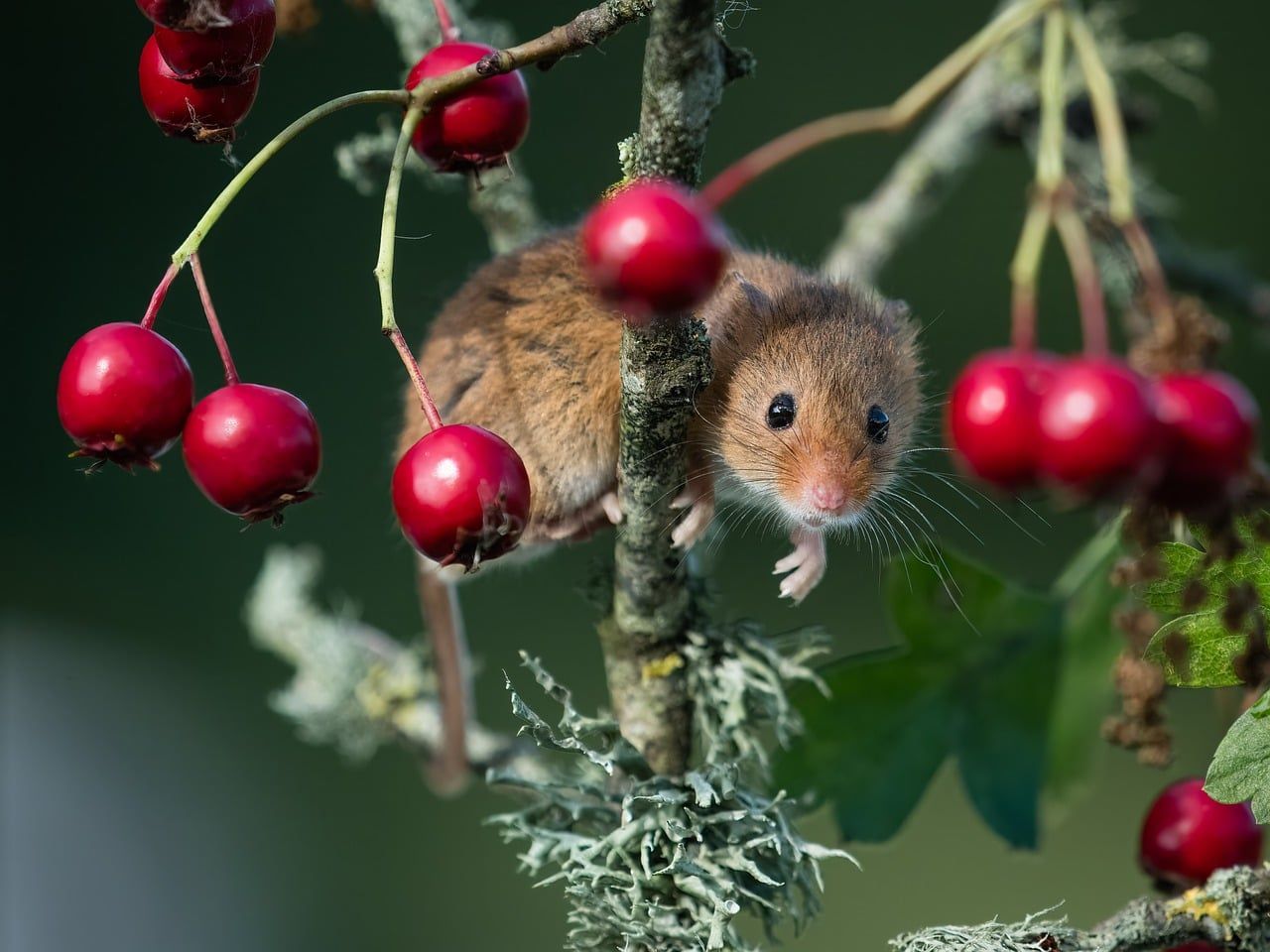 A harvest mouse climbing among red hawthorn berries