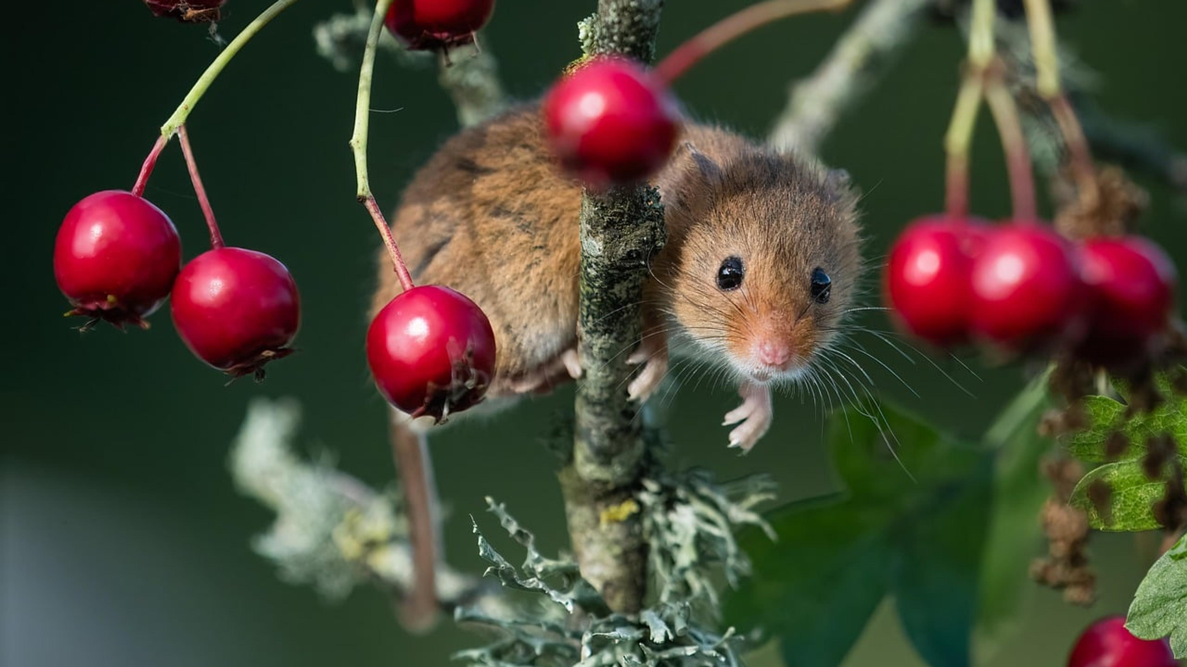 A harvest mouse climbing among red hawthorn berries