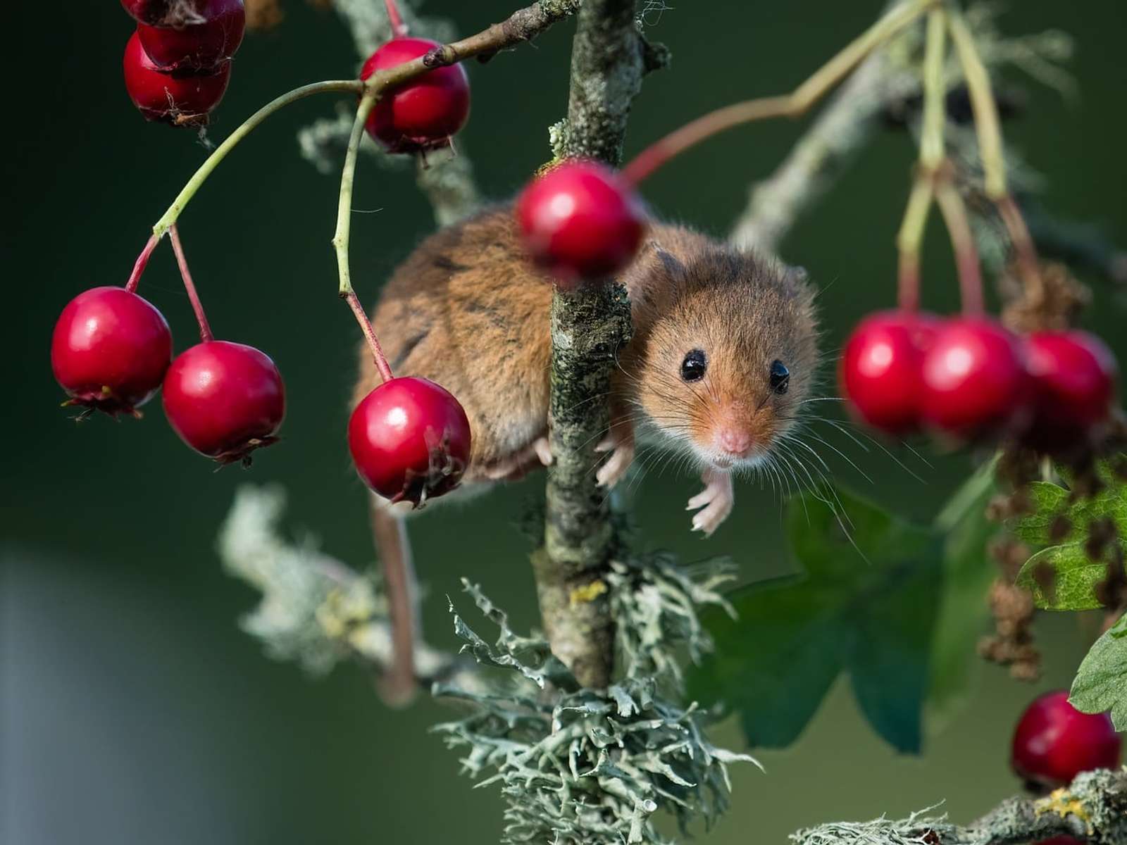 A harvest mouse climbing among red hawthorn berries