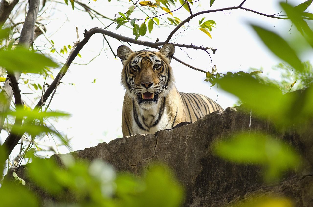A Bengal tiger looks toward the camera from behind a rock, framed by tree branches and green leaves