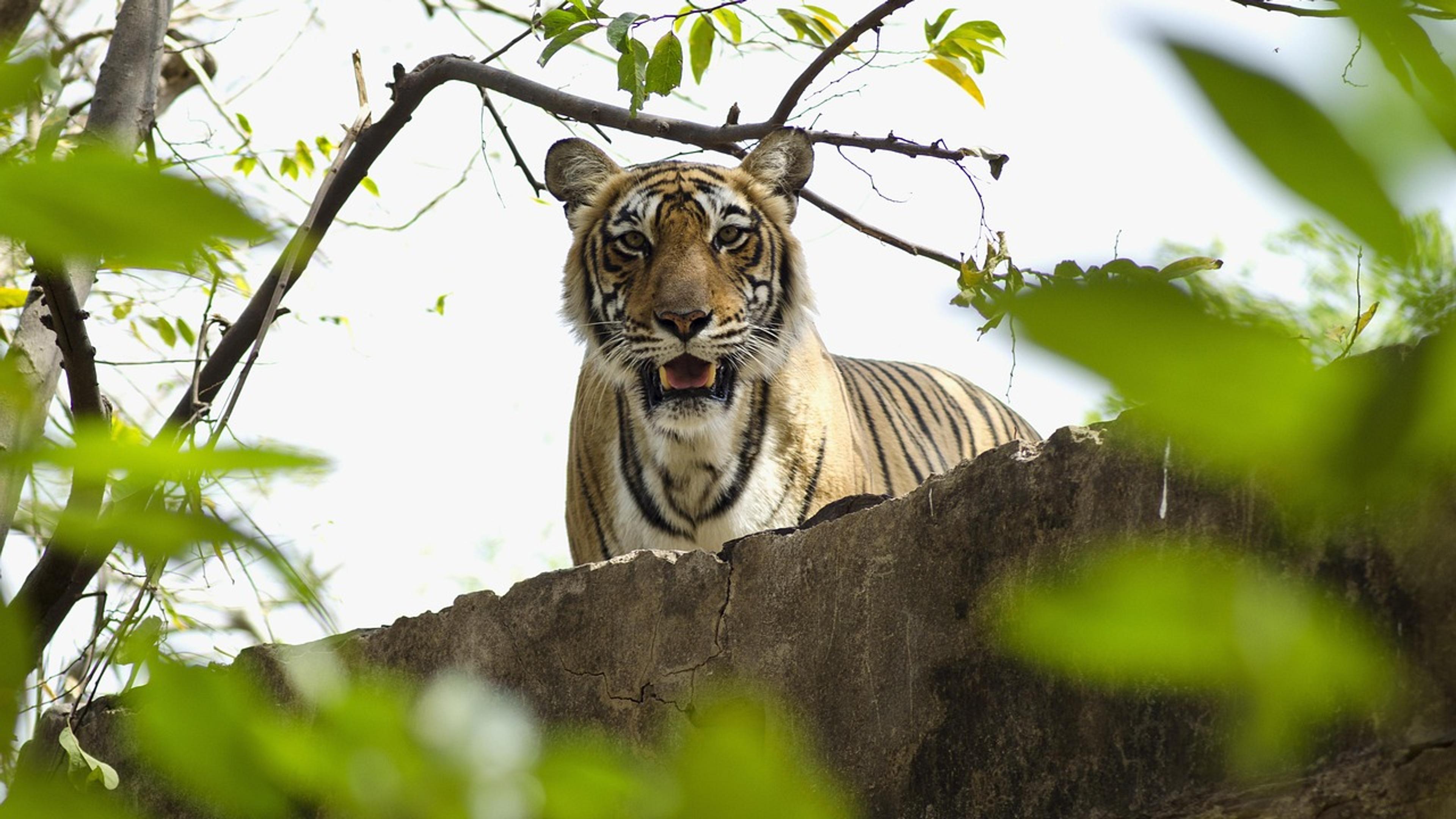 A Bengal tiger looks toward the camera from behind a rock, framed by tree branches and green leaves