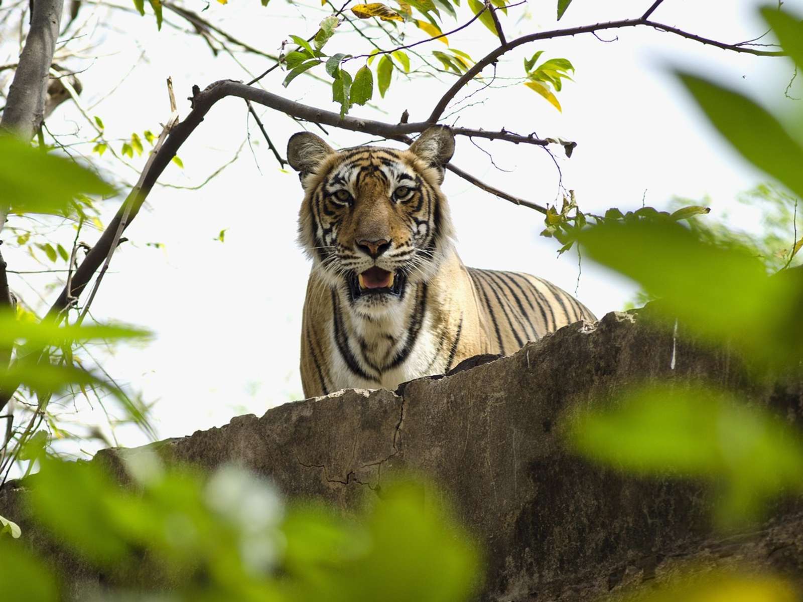 A Bengal tiger looks toward the camera from behind a rock, framed by tree branches and green leaves