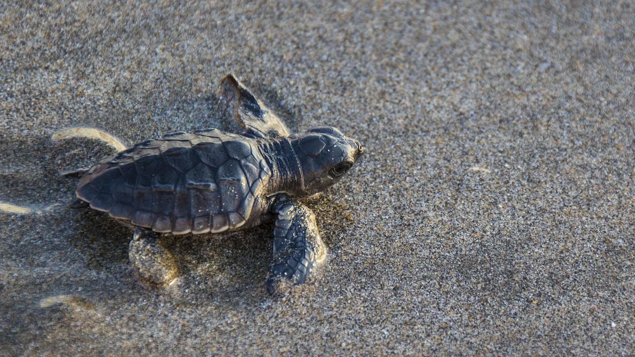 Small olive ridley sea turtle hatchling on sand near the water