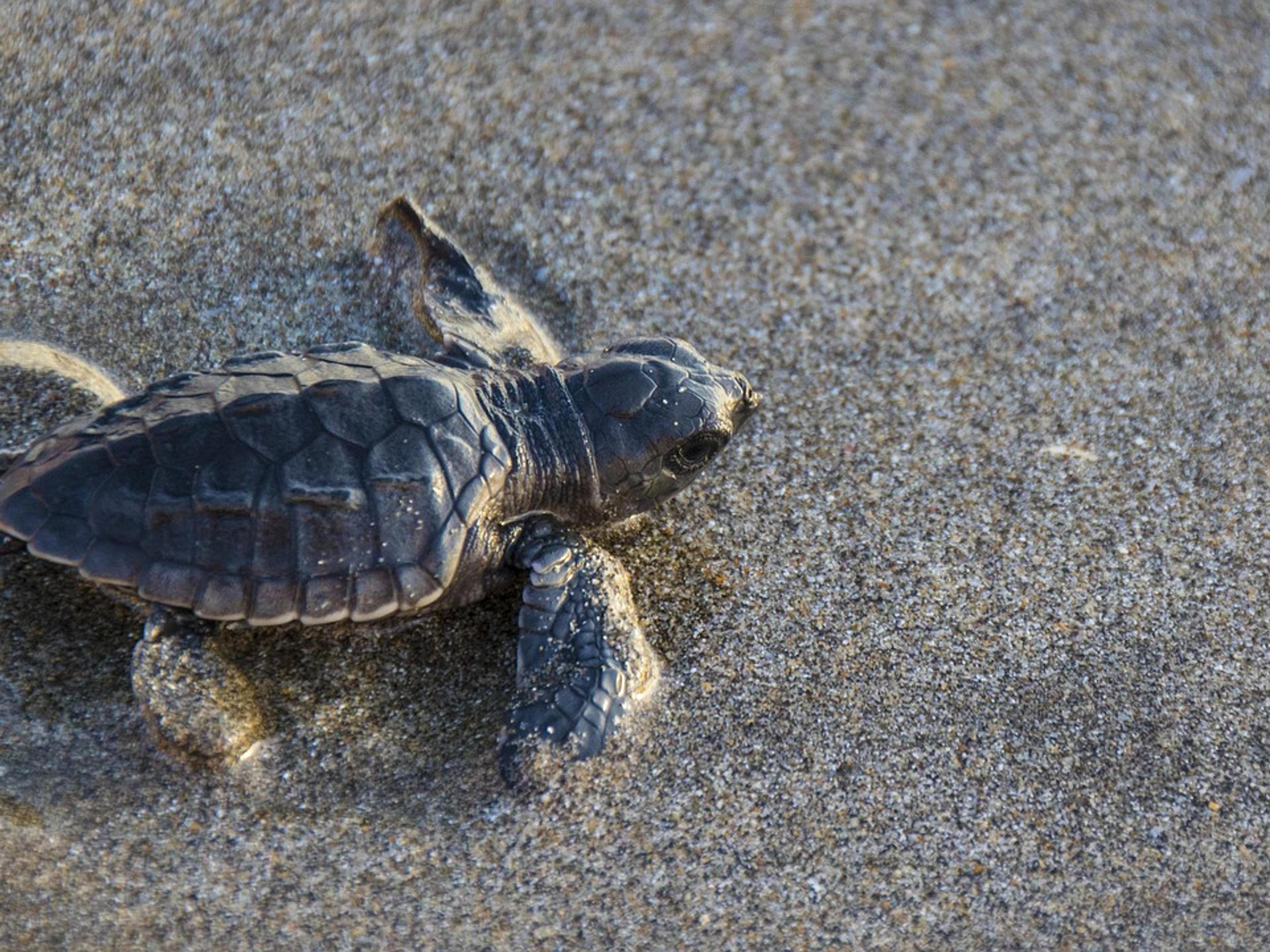 Small olive ridley sea turtle hatchling on sand near the water