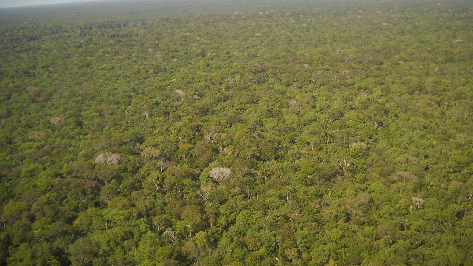 Aerial view of dense green Amazon rainforest in Brazil