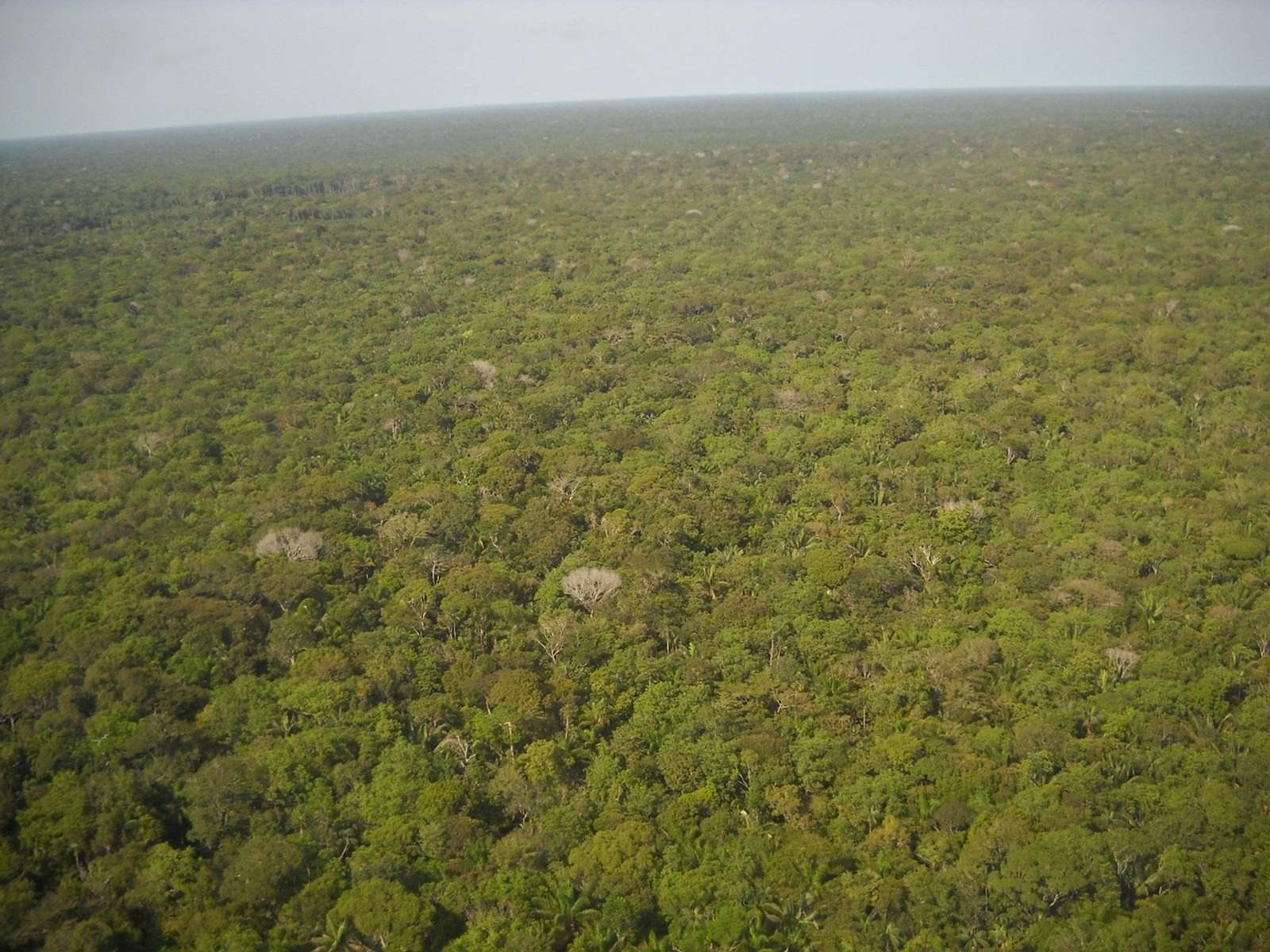 Aerial view of dense green Amazon rainforest in Brazil