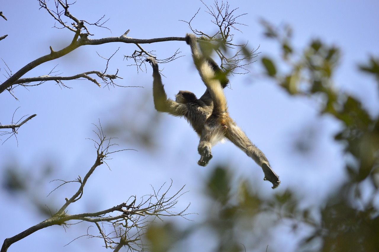 A spider monkey hanging from a tree branch by its arms and tail