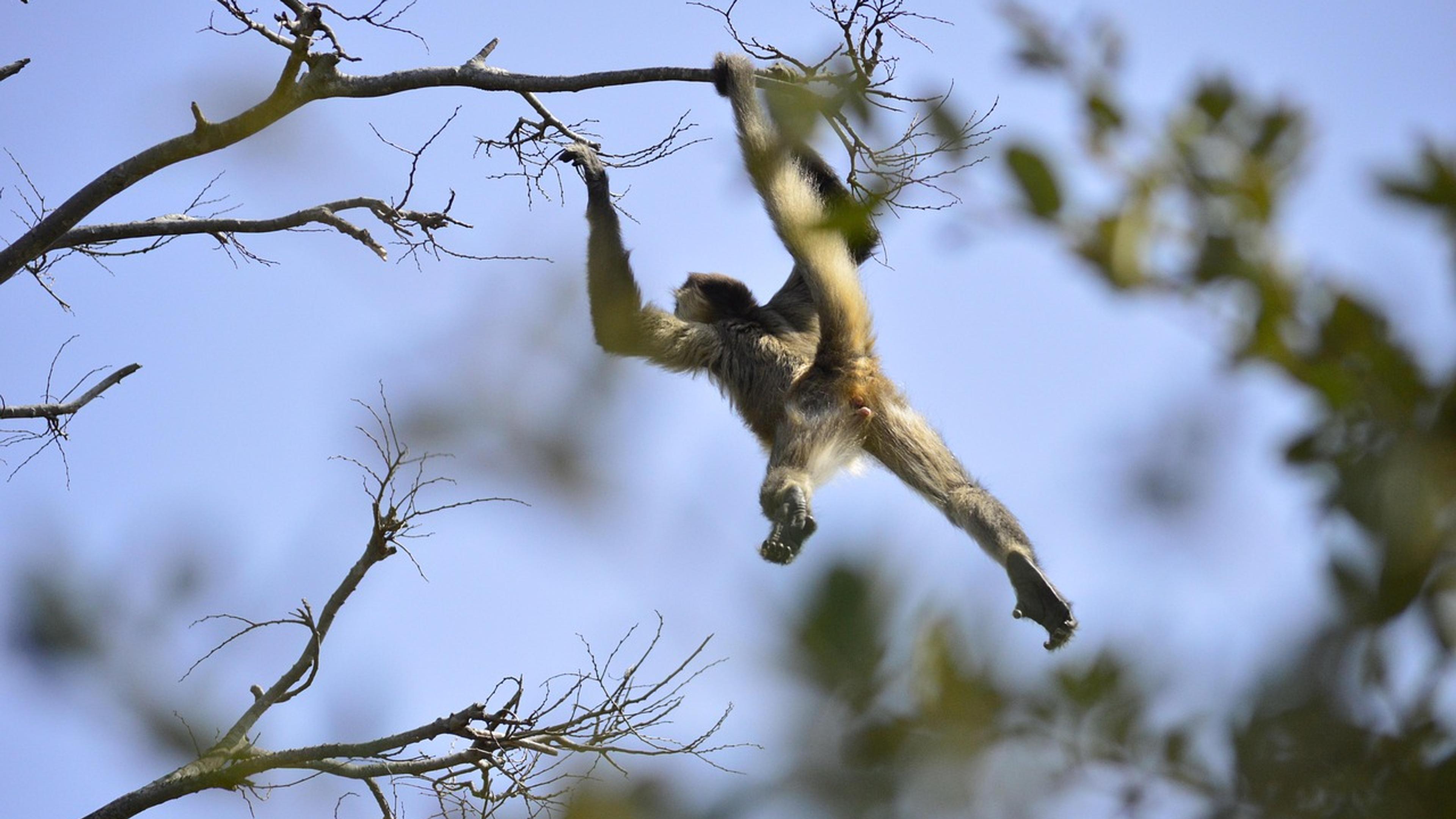 A spider monkey hanging from a tree branch by its arms and tail