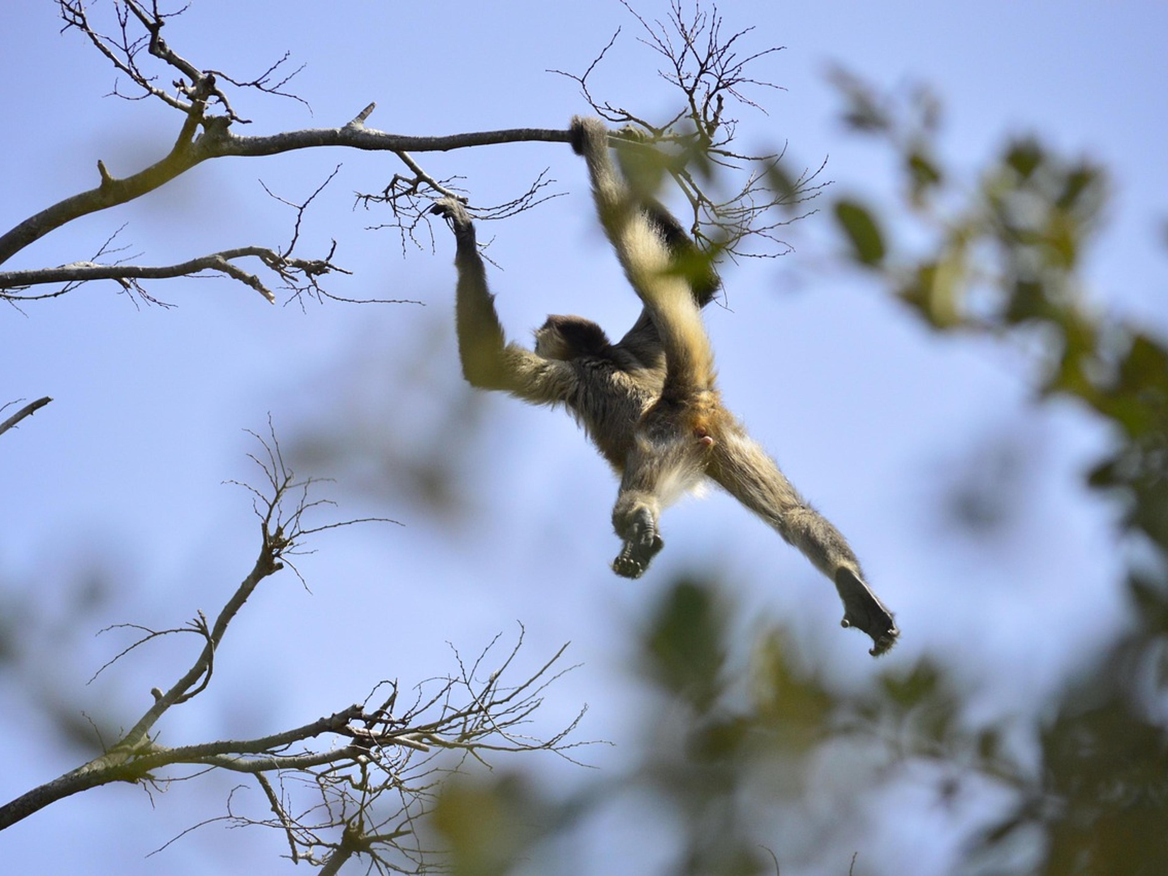 A spider monkey hanging from a tree branch by its arms and tail