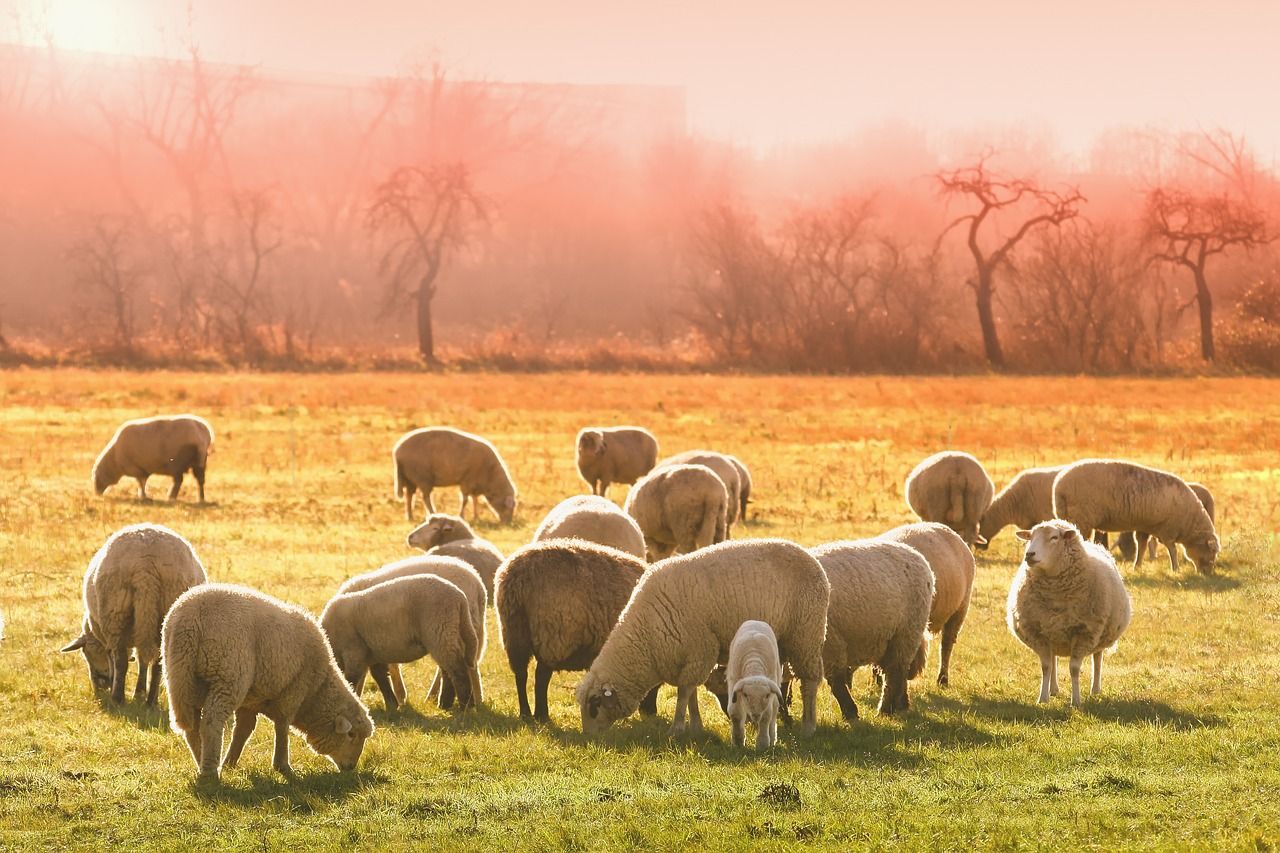 A flock of sheep grazing in a golden field with trees in the background