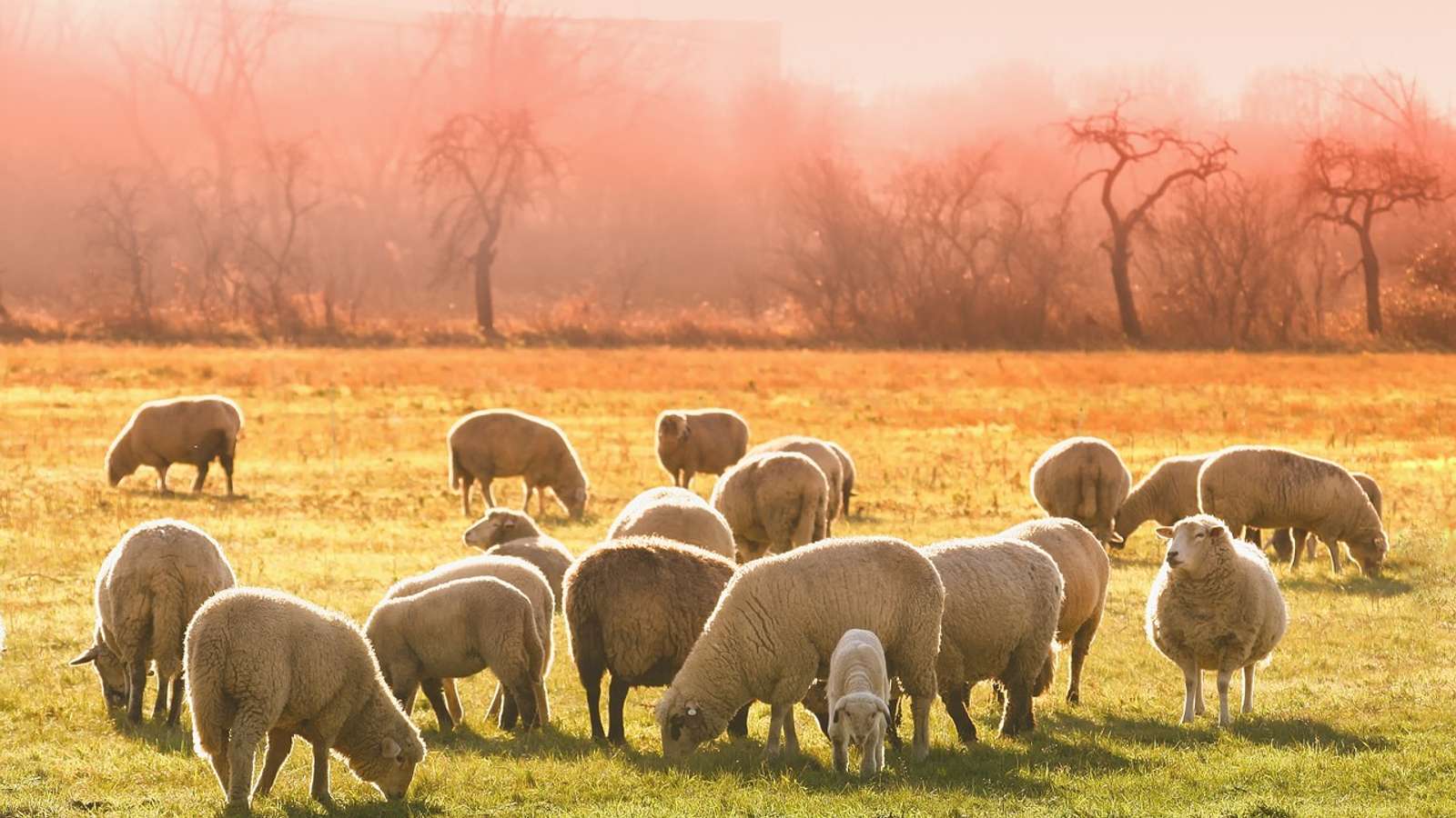 A flock of sheep grazing in a golden field with trees in the background
