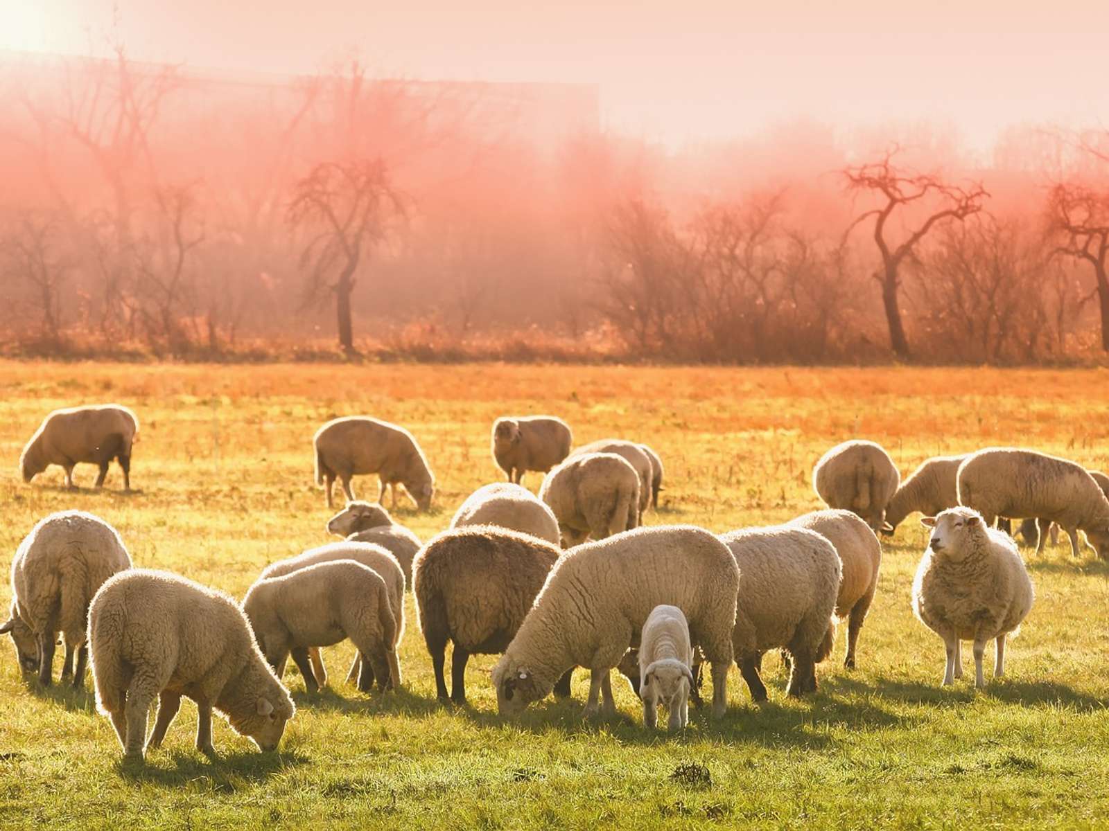A flock of sheep grazing in a golden field with trees in the background