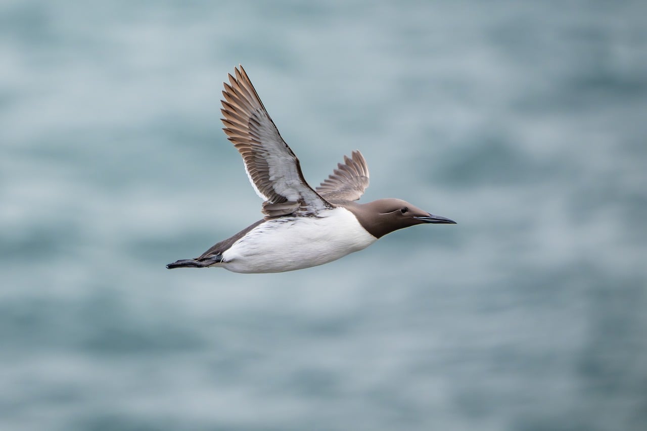 A guillemot in flight over the sea