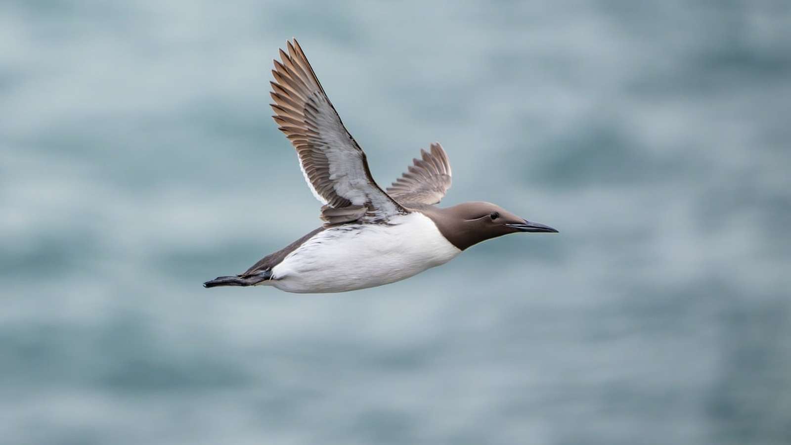 A guillemot in flight over the sea