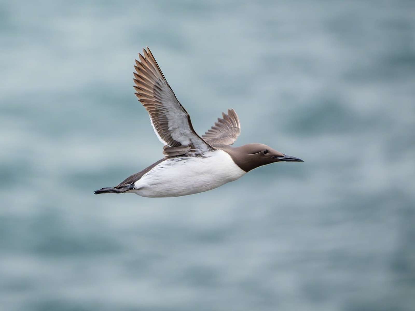 A guillemot in flight over the sea