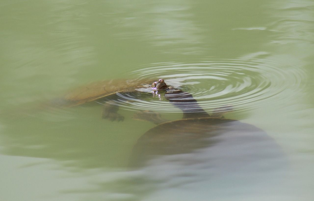 Two Australian long-necked freshwater turtles swimming at the surface of green water, one raising its head