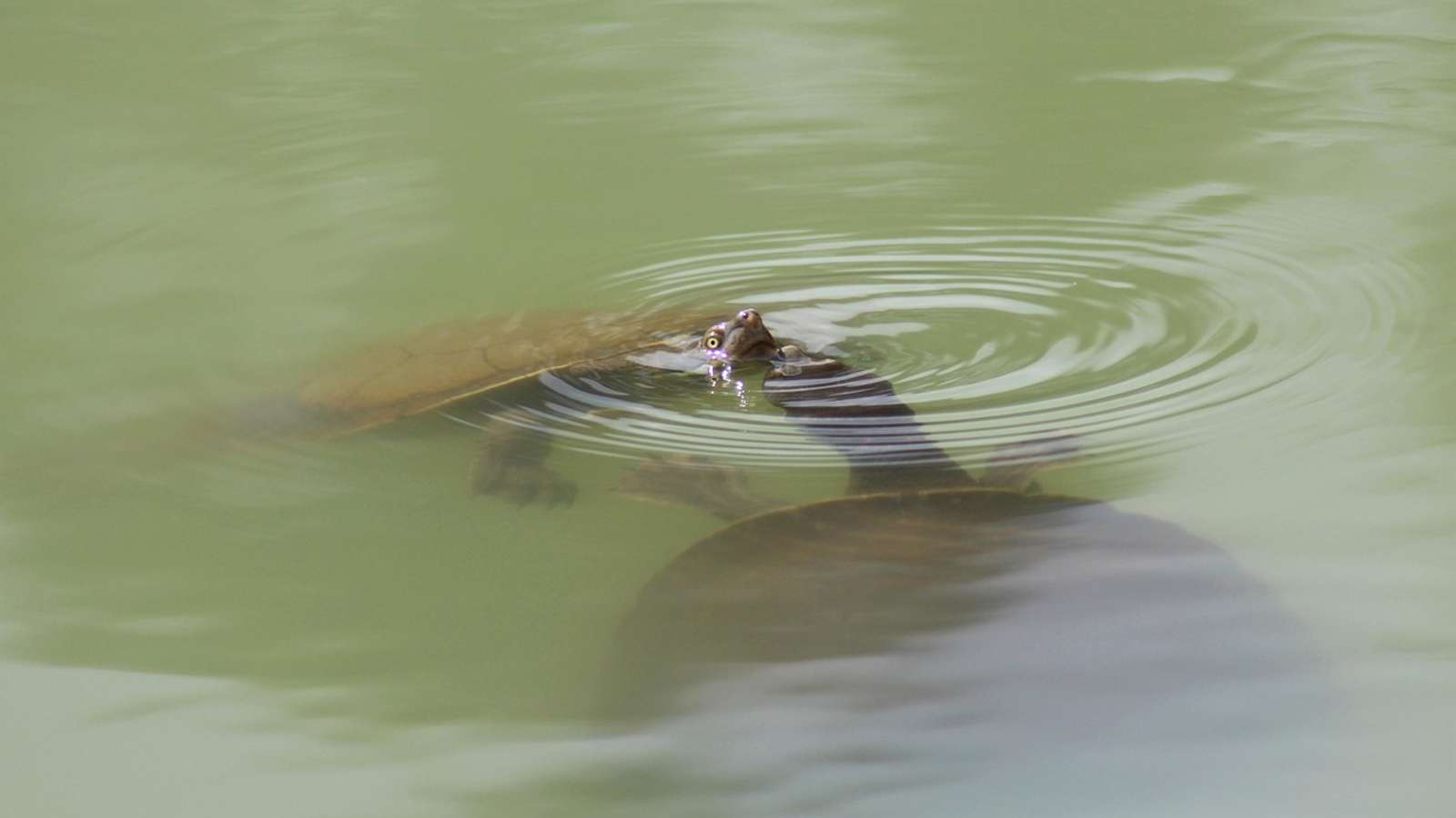 Two Australian long-necked freshwater turtles swimming at the surface of green water, one raising its head