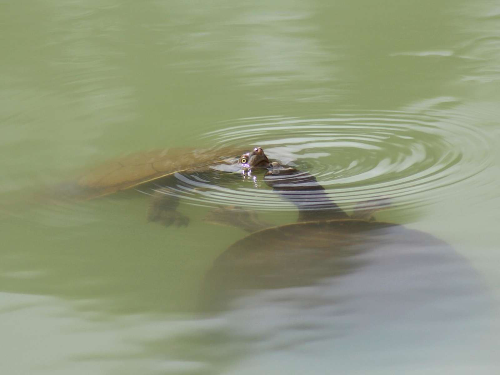 Two Australian long-necked freshwater turtles swimming at the surface of green water, one raising its head