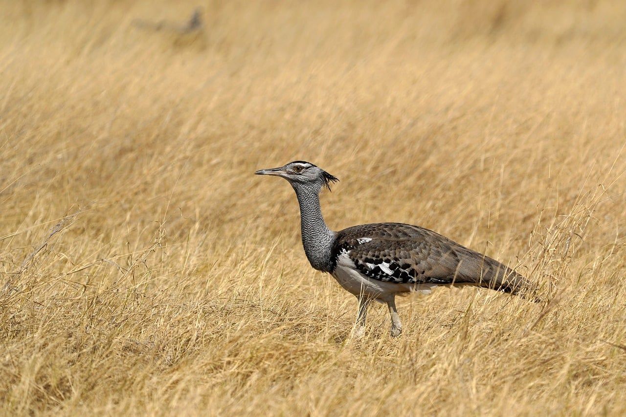 Kori bustard, a large relative of the Great Indian Bustard, walking through tall grass